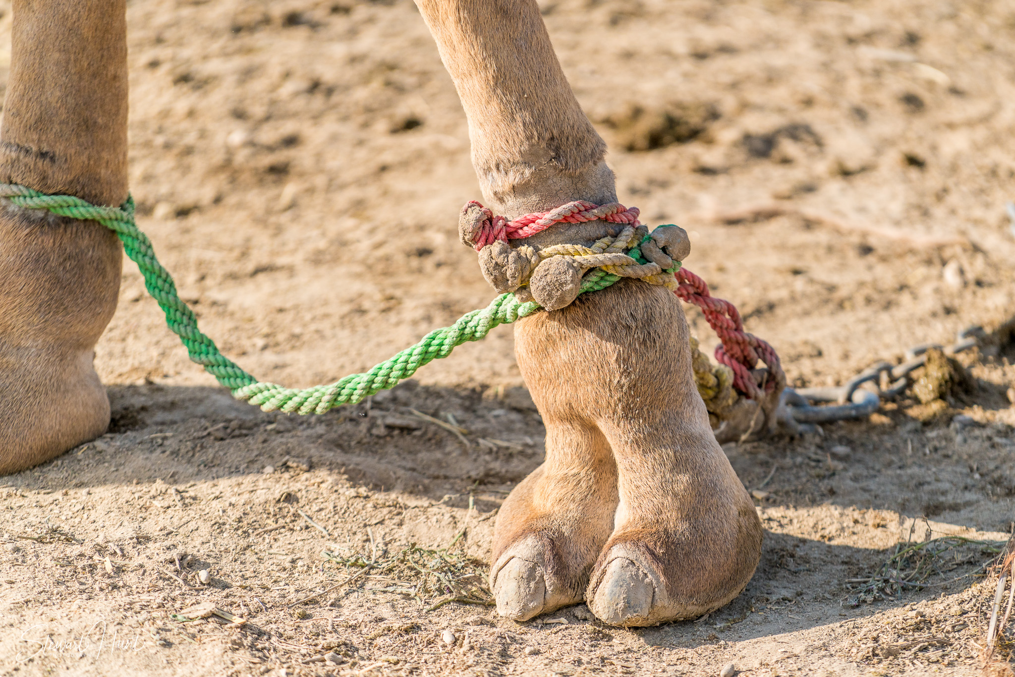 Ali Pottery Al Jazayer Camel Farm 5744