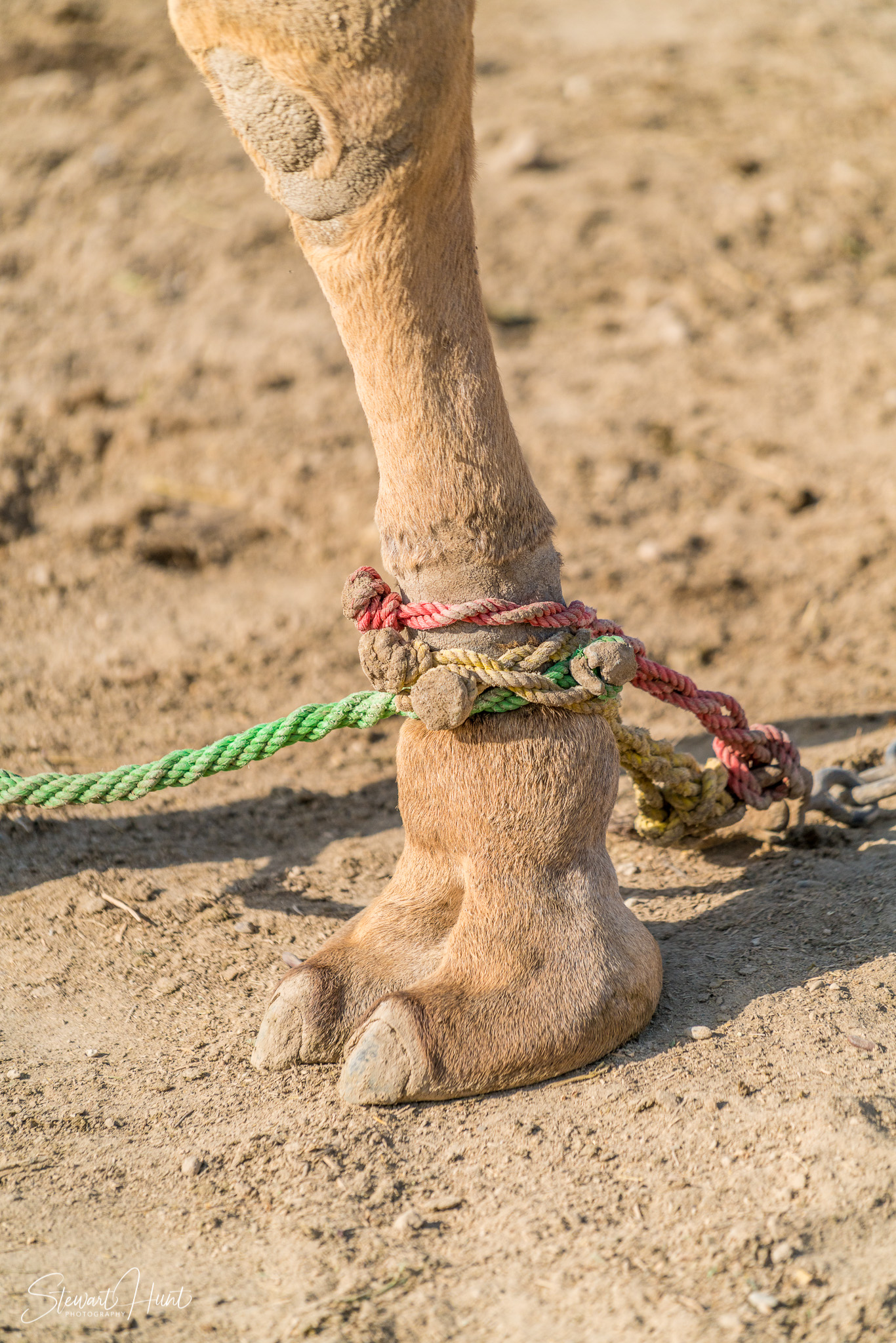 Ali Pottery Al Jazayer Camel Farm 5747