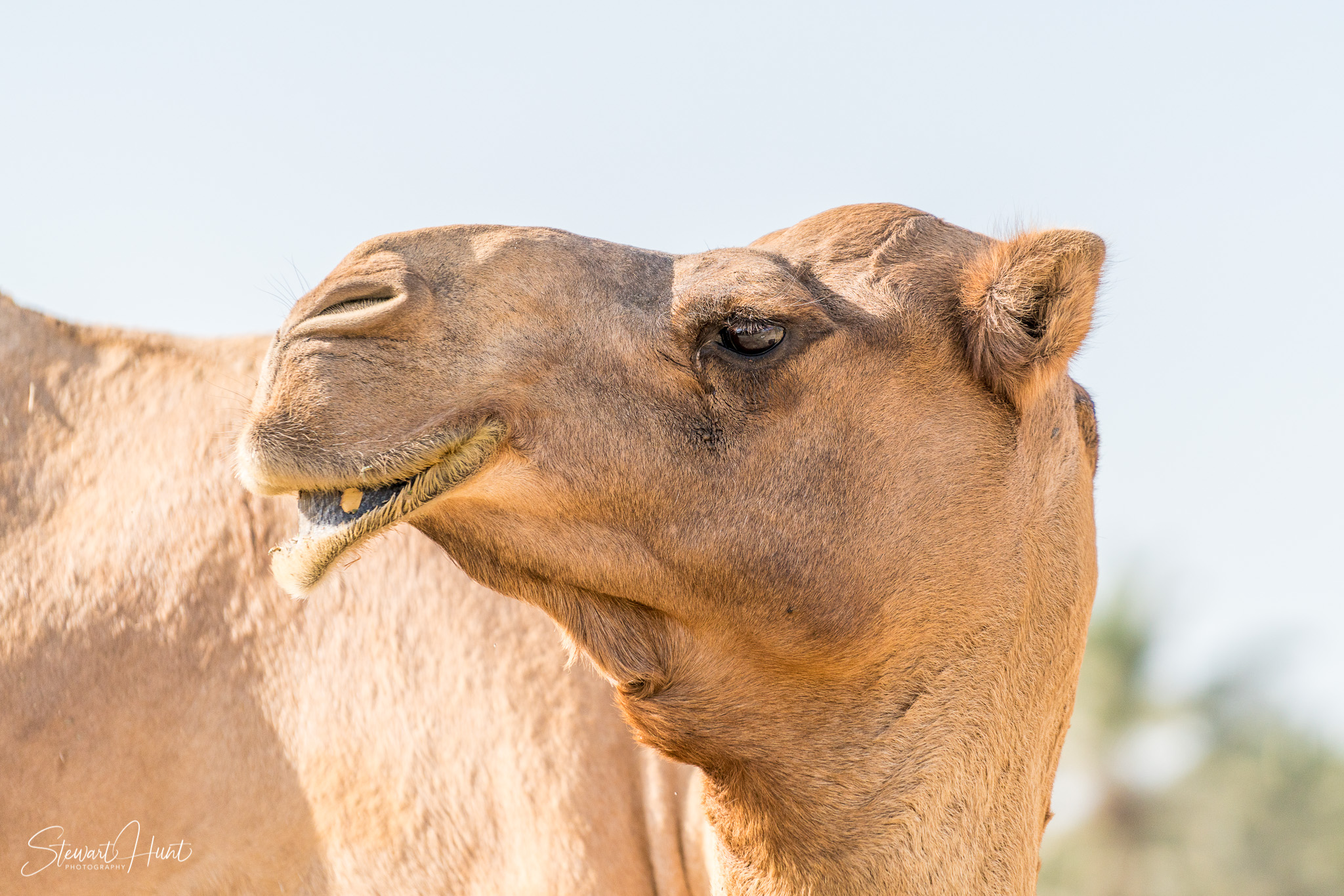 Ali Pottery Al Jazayer Camel Farm 5748