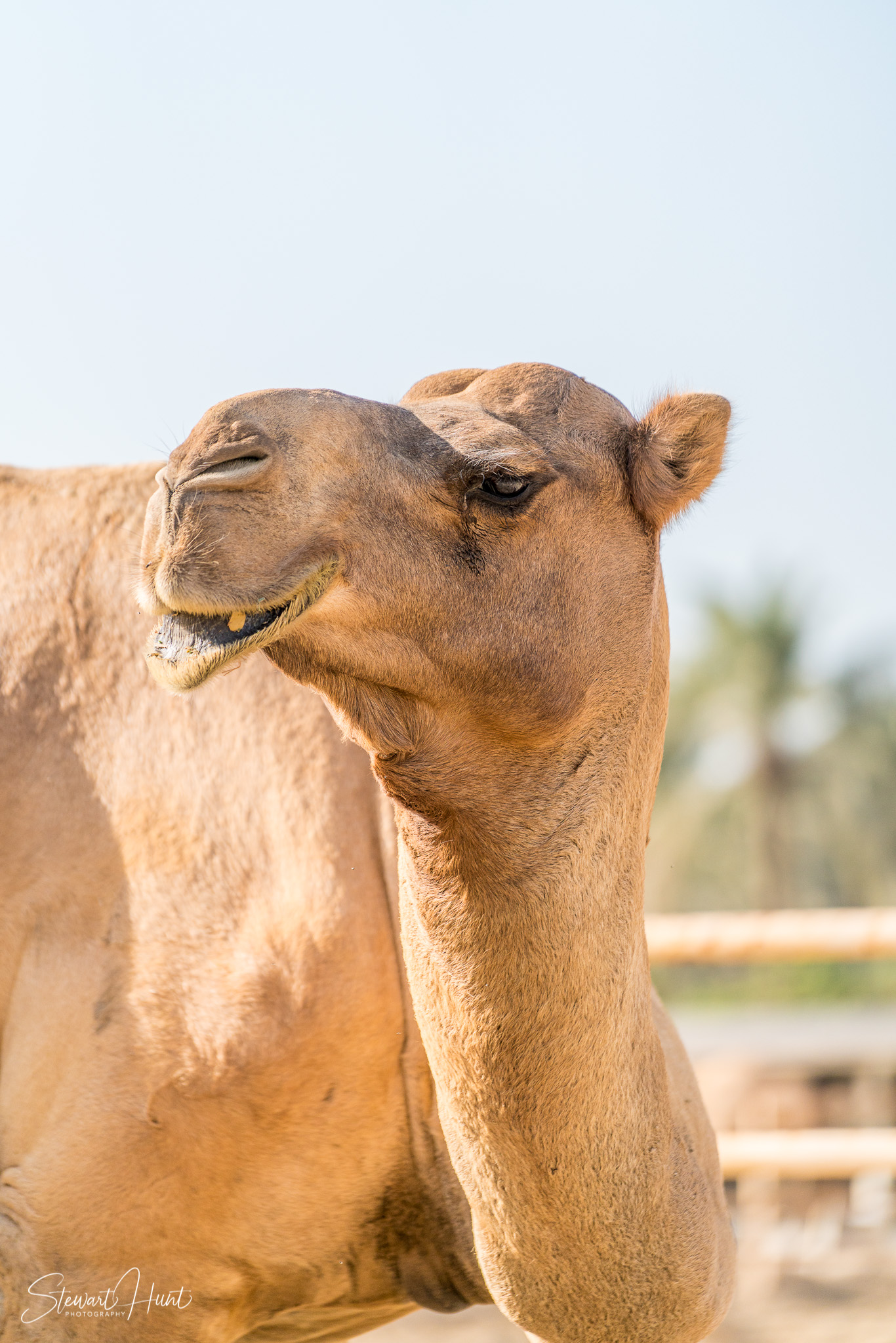 Ali Pottery Al Jazayer Camel Farm 5749