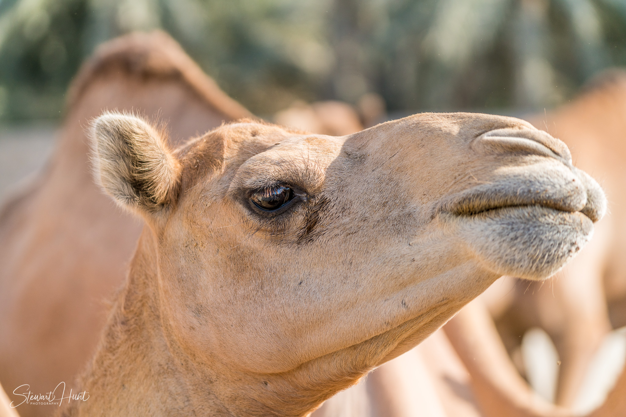 Ali Pottery Al Jazayer Camel Farm 5750