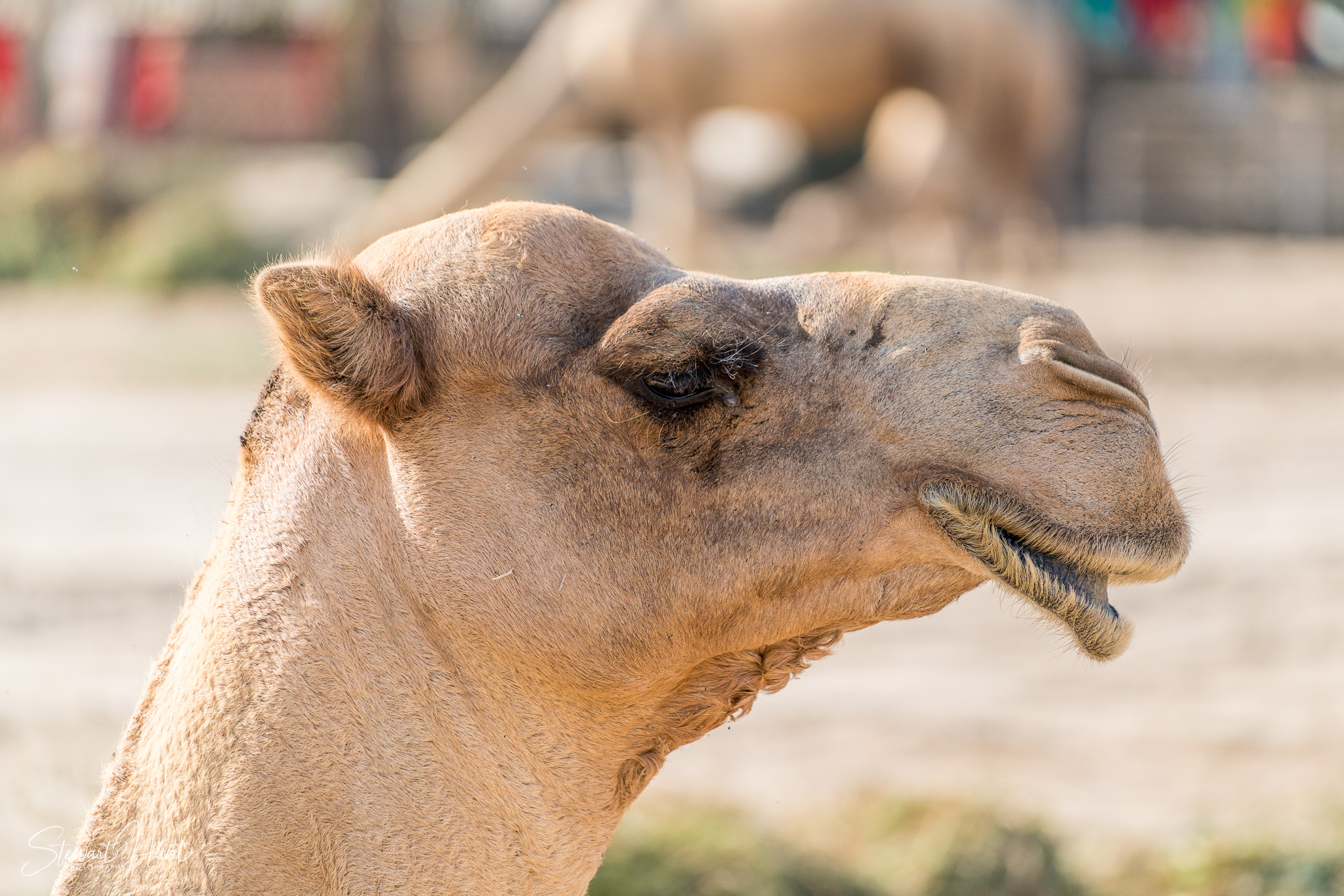 Ali Pottery Al Jazayer Camel Farm 5753