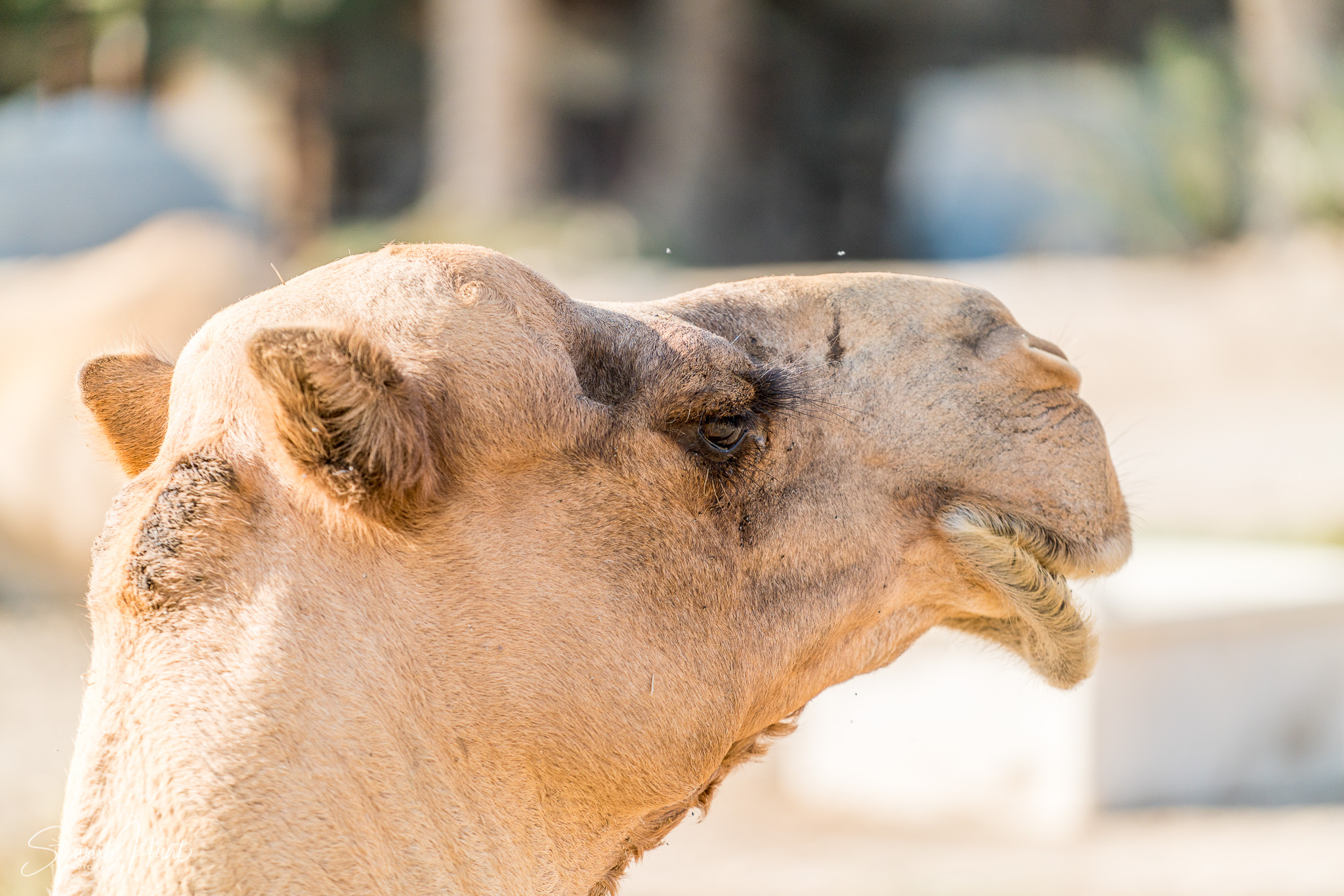 Ali Pottery Al Jazayer Camel Farm 5754