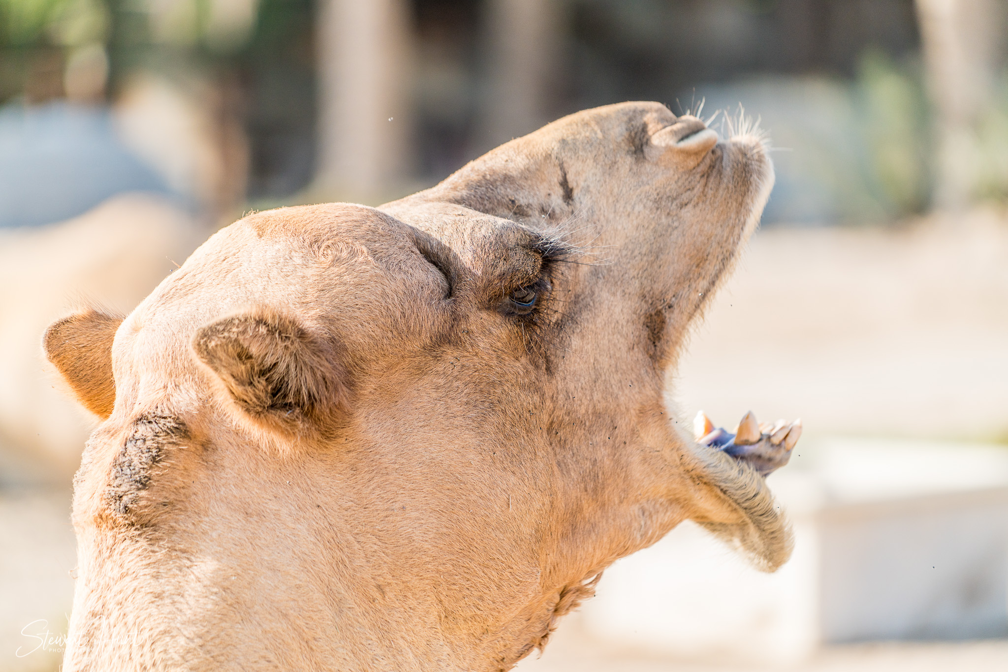 Ali Pottery Al Jazayer Camel Farm 5755
