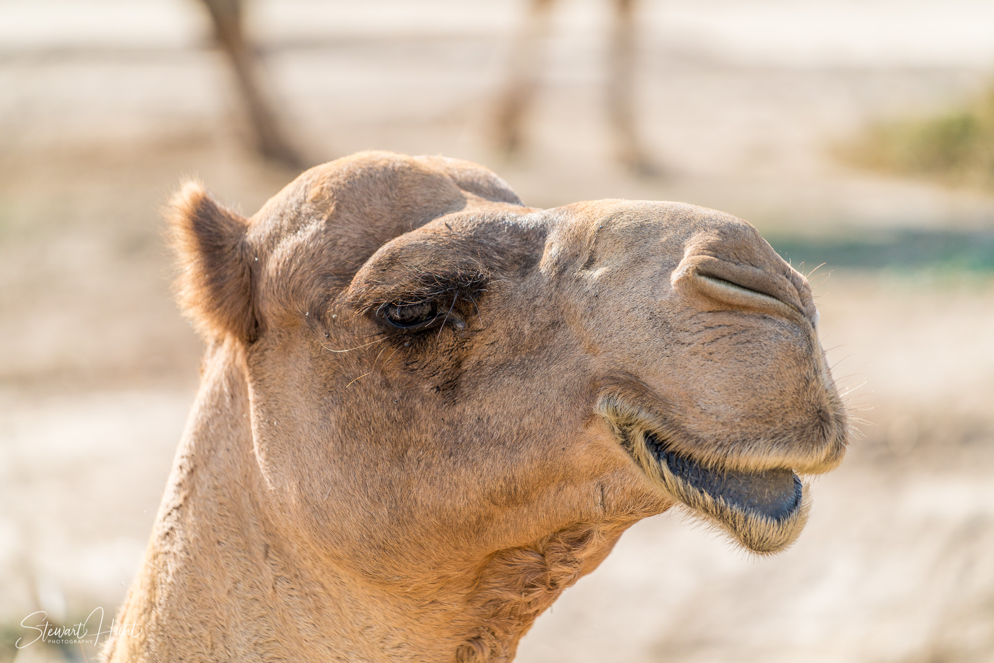 Ali Pottery Al Jazayer Camel Farm 5756