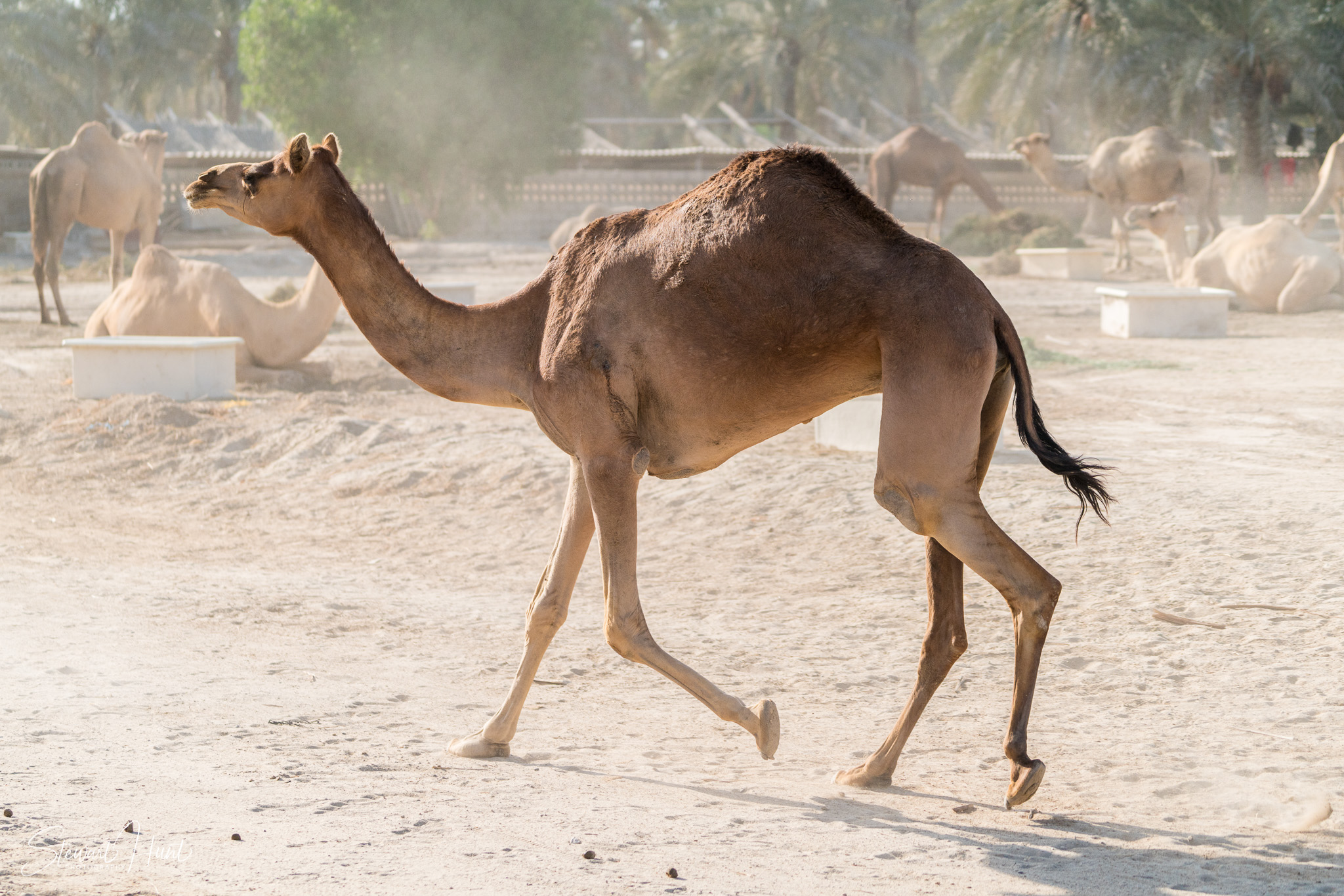 Ali Pottery Al Jazayer Camel Farm 5761
