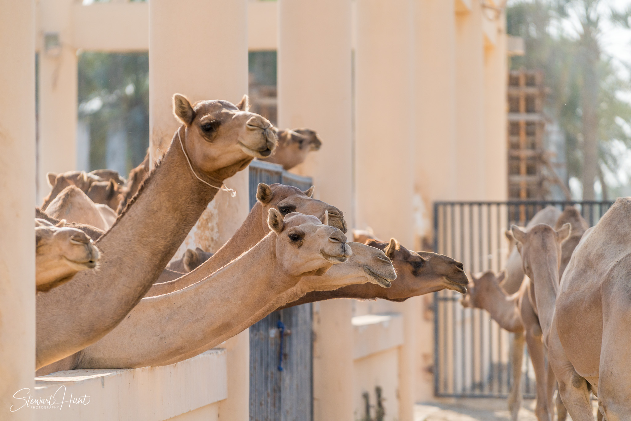 Ali Pottery Al Jazayer Camel Farm 5763