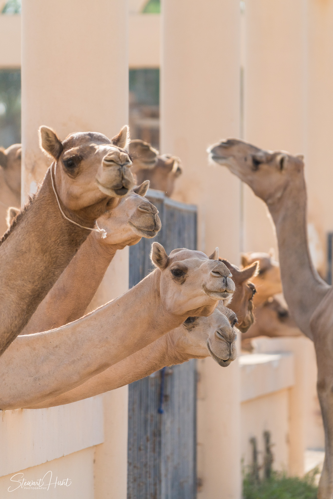 Ali Pottery Al Jazayer Camel Farm 5764