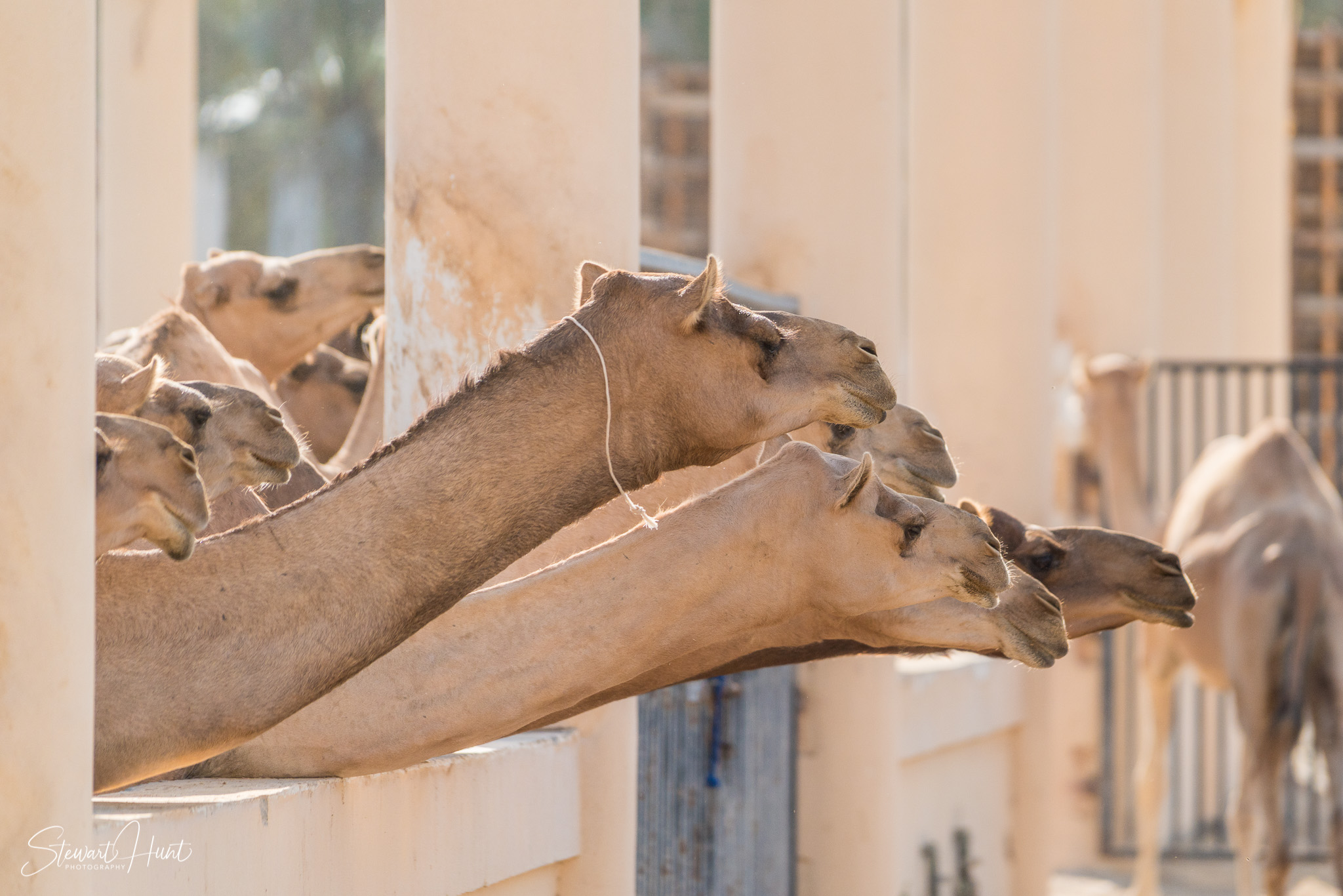 Ali Pottery Al Jazayer Camel Farm 5765