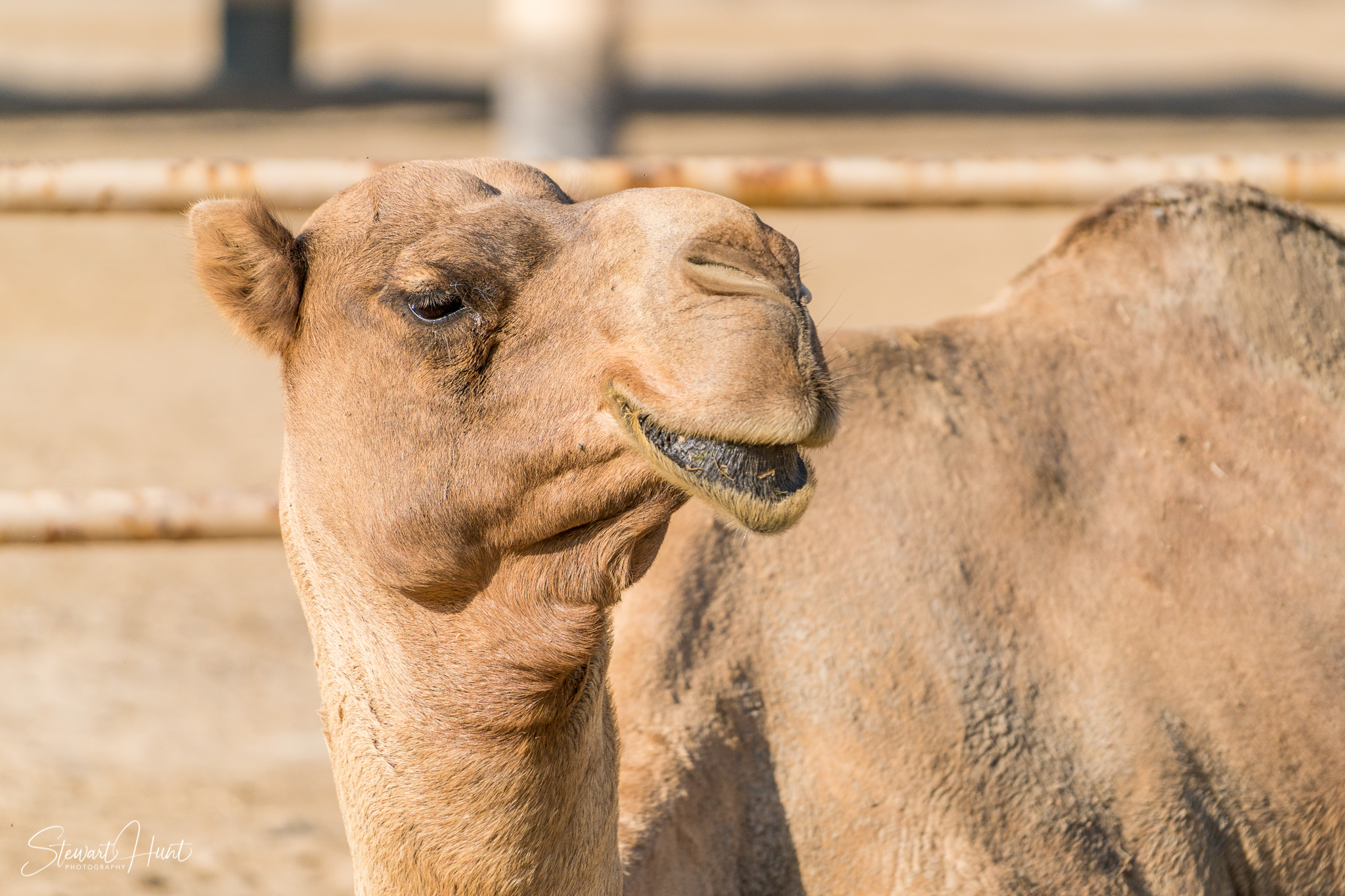Ali Pottery Al Jazayer Camel Farm 5766