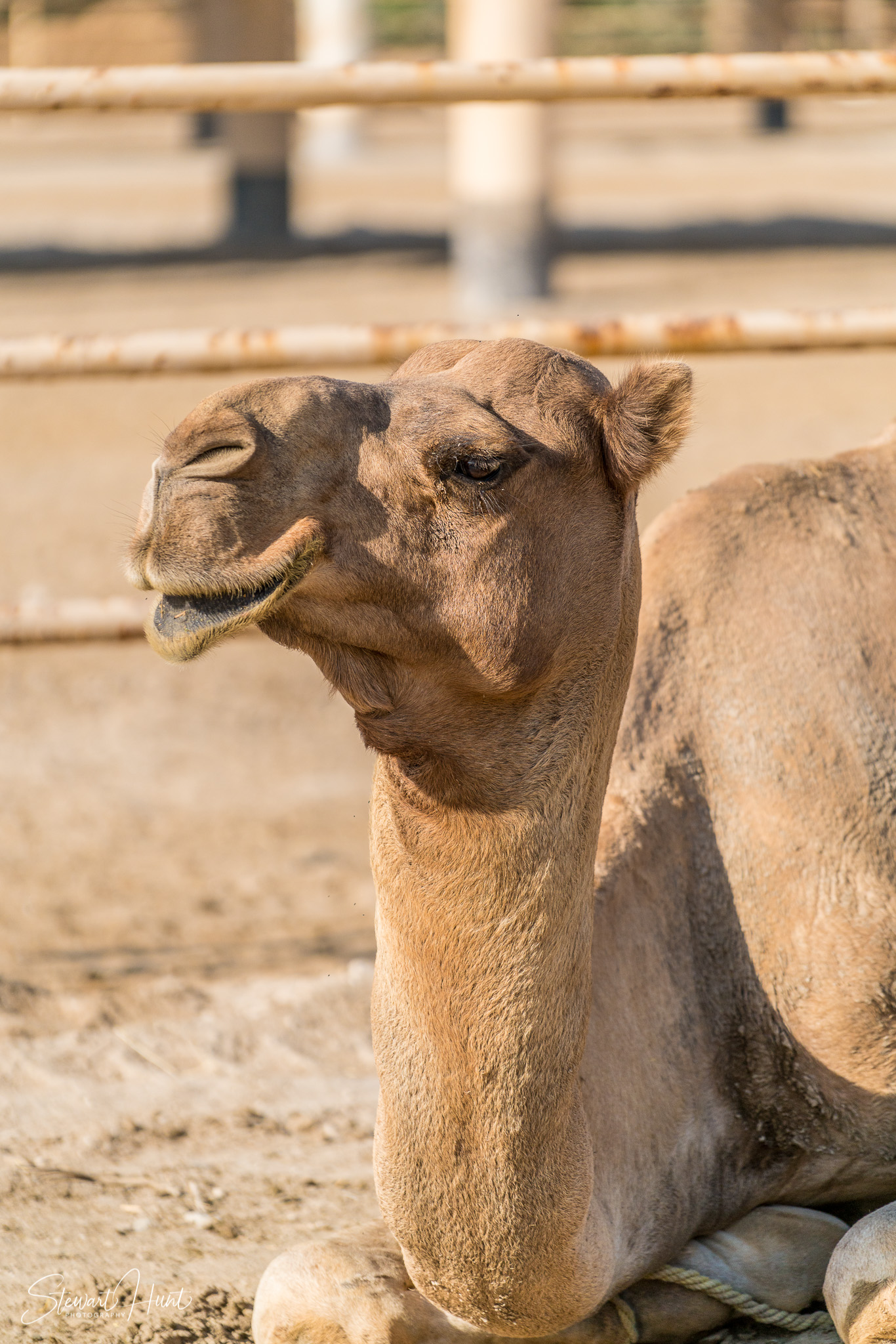 Ali Pottery Al Jazayer Camel Farm 5767