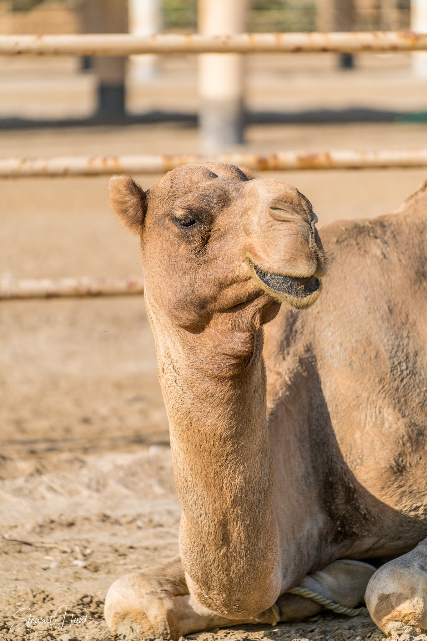 Ali Pottery Al Jazayer Camel Farm 5768