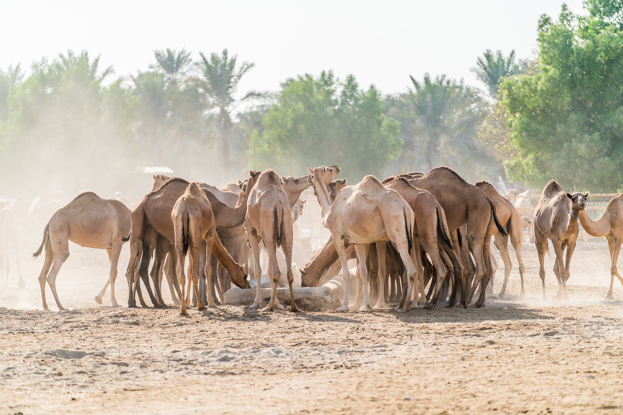 Ali Pottery Al Jazayer Camel Farm 5771