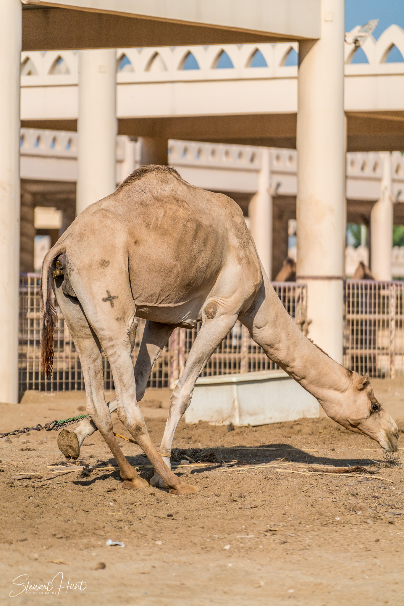 Ali Pottery Al Jazayer Camel Farm 5772