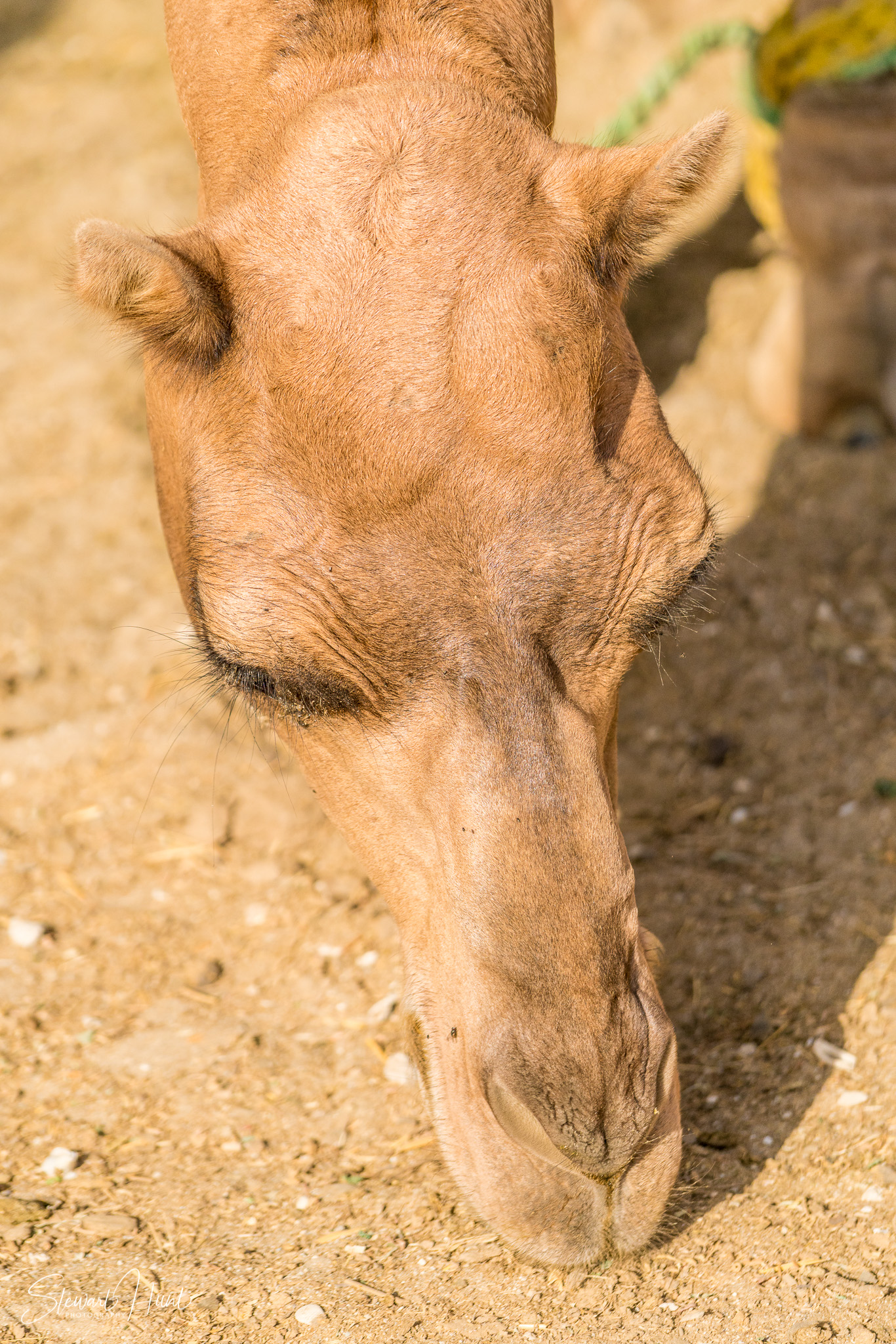 Ali Pottery Al Jazayer Camel Farm 5775