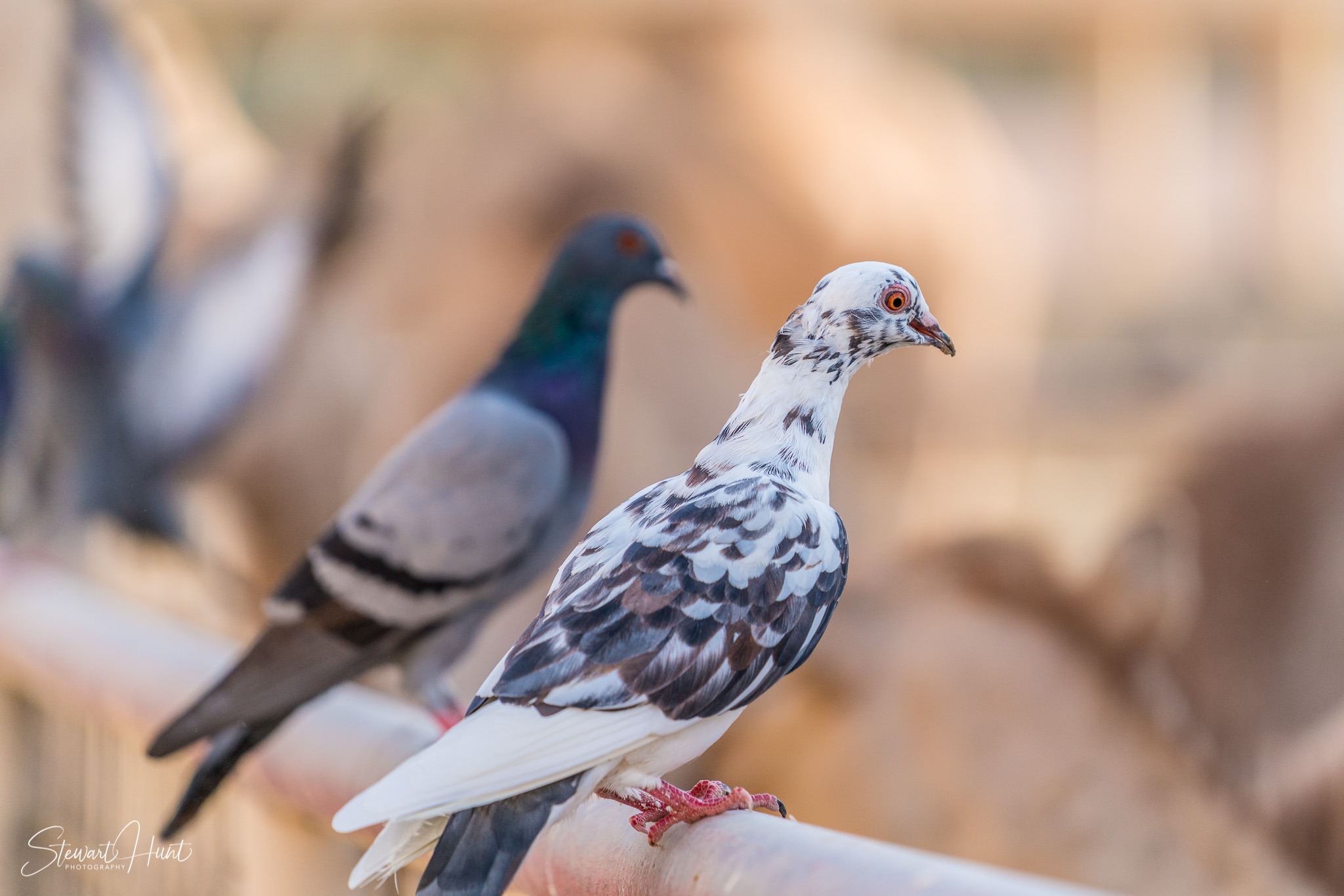 Ali Pottery Al Jazayer Camel Farm 5776