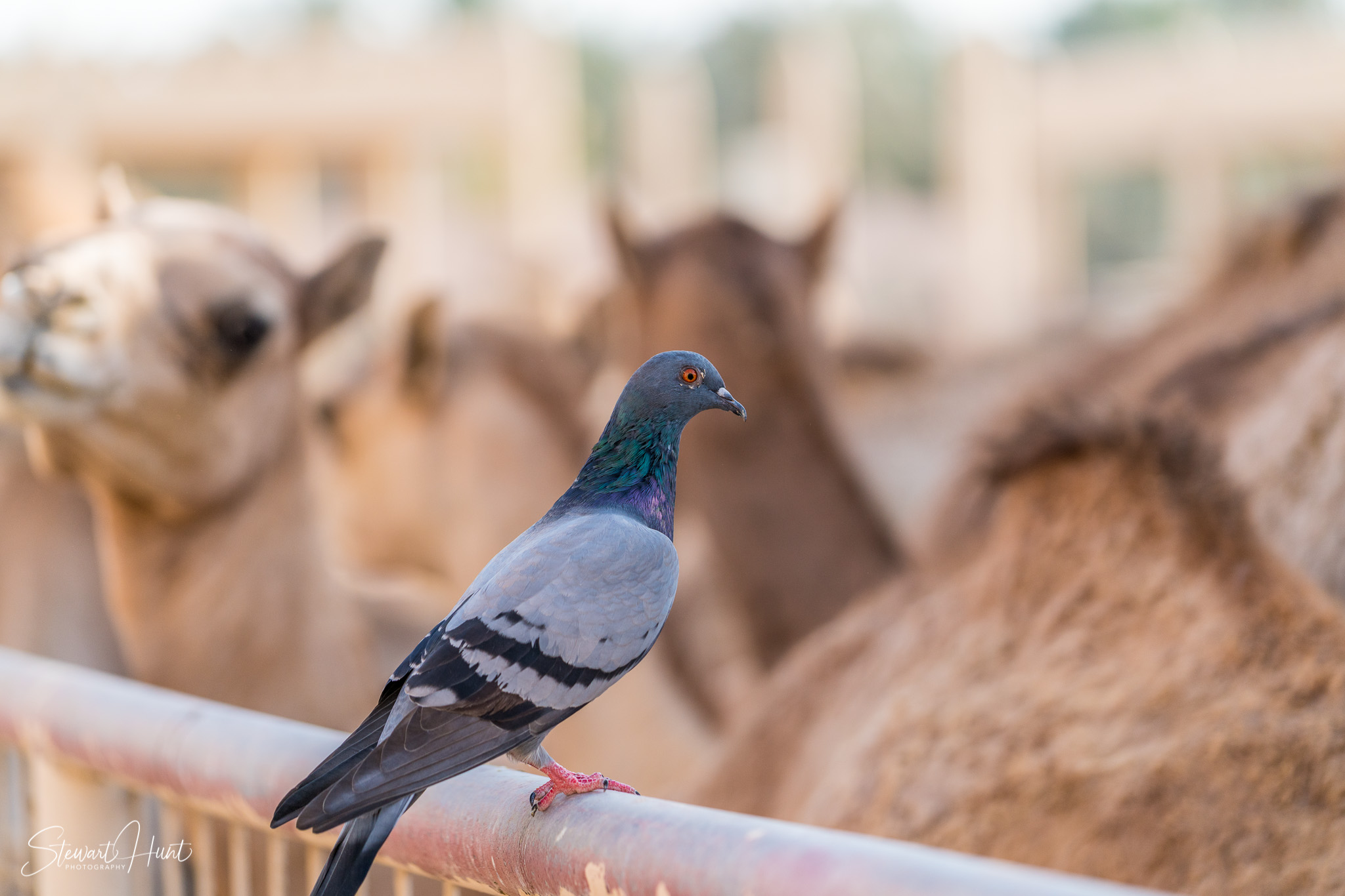 Ali Pottery Al Jazayer Camel Farm 5779
