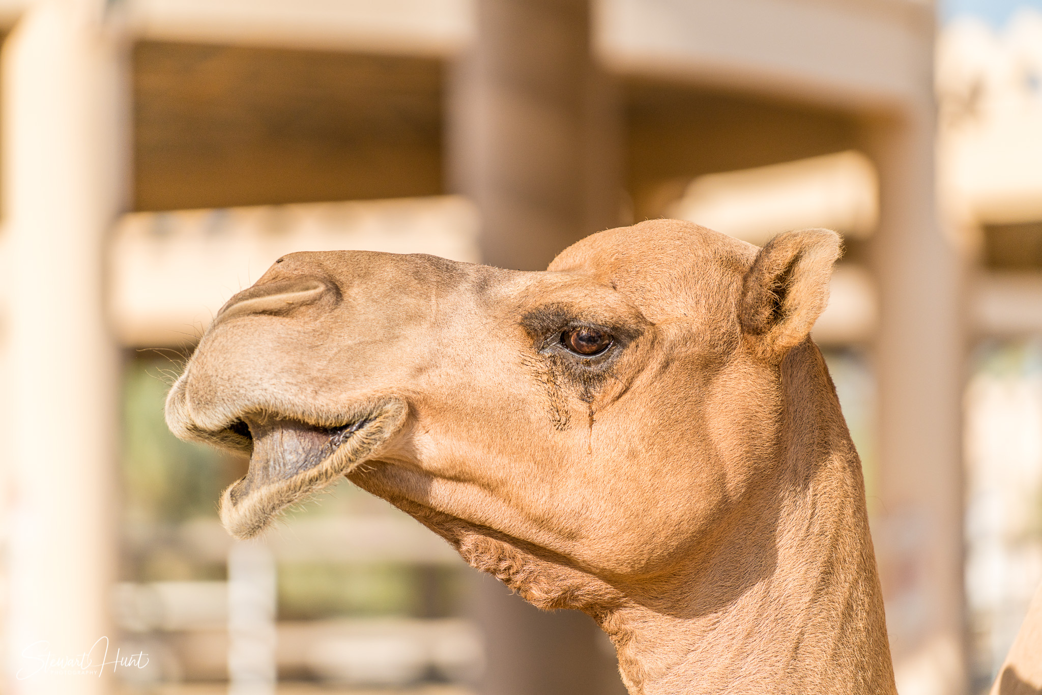 Ali Pottery Al Jazayer Camel Farm 5781