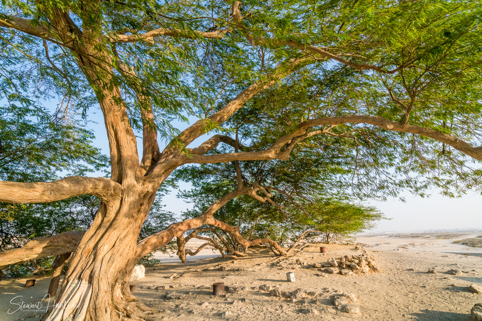 Tree of Life and Budaiya Marina
