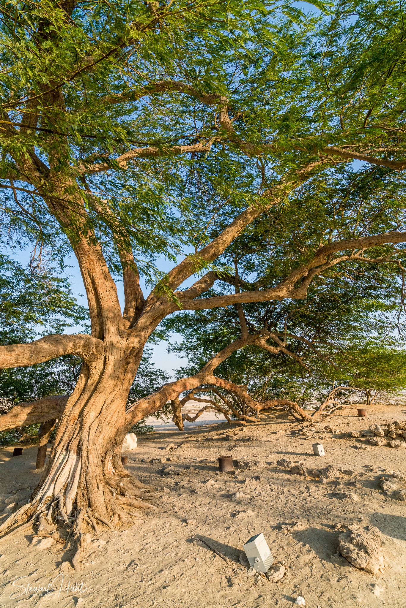 Souq Tree of Life Budaiya 5605