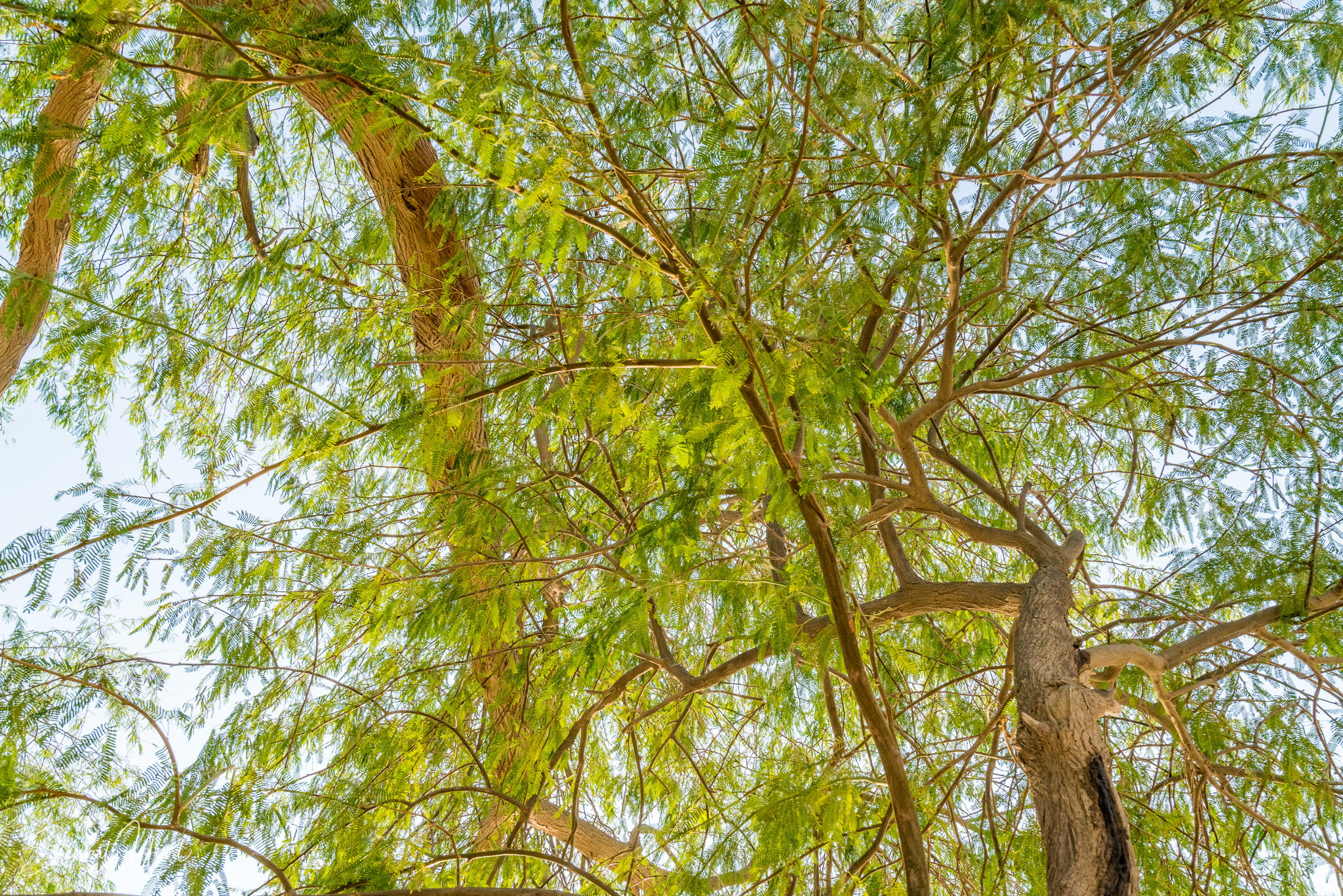 Souq Tree of Life Budaiya 5606