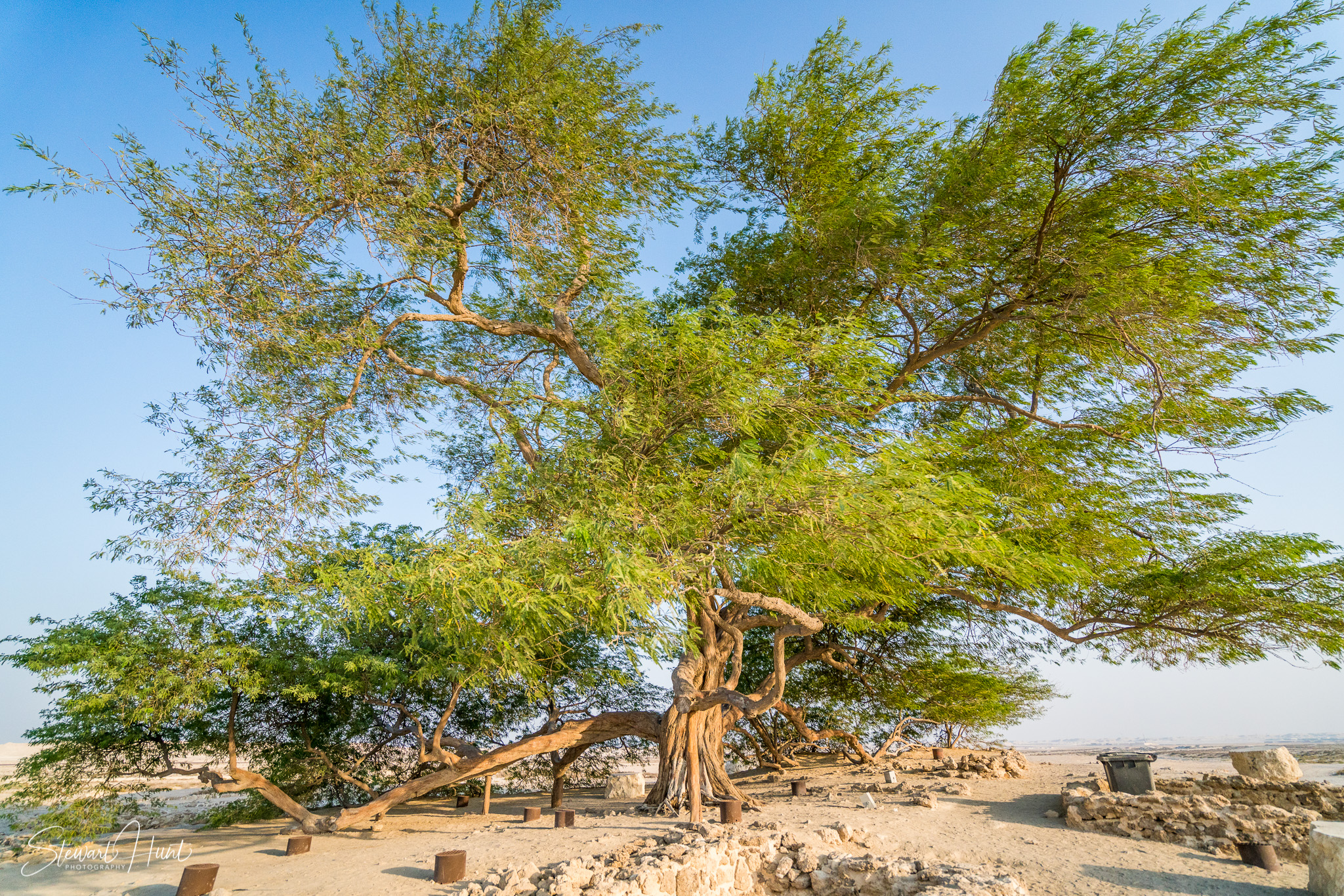 Souq Tree of Life Budaiya 5608