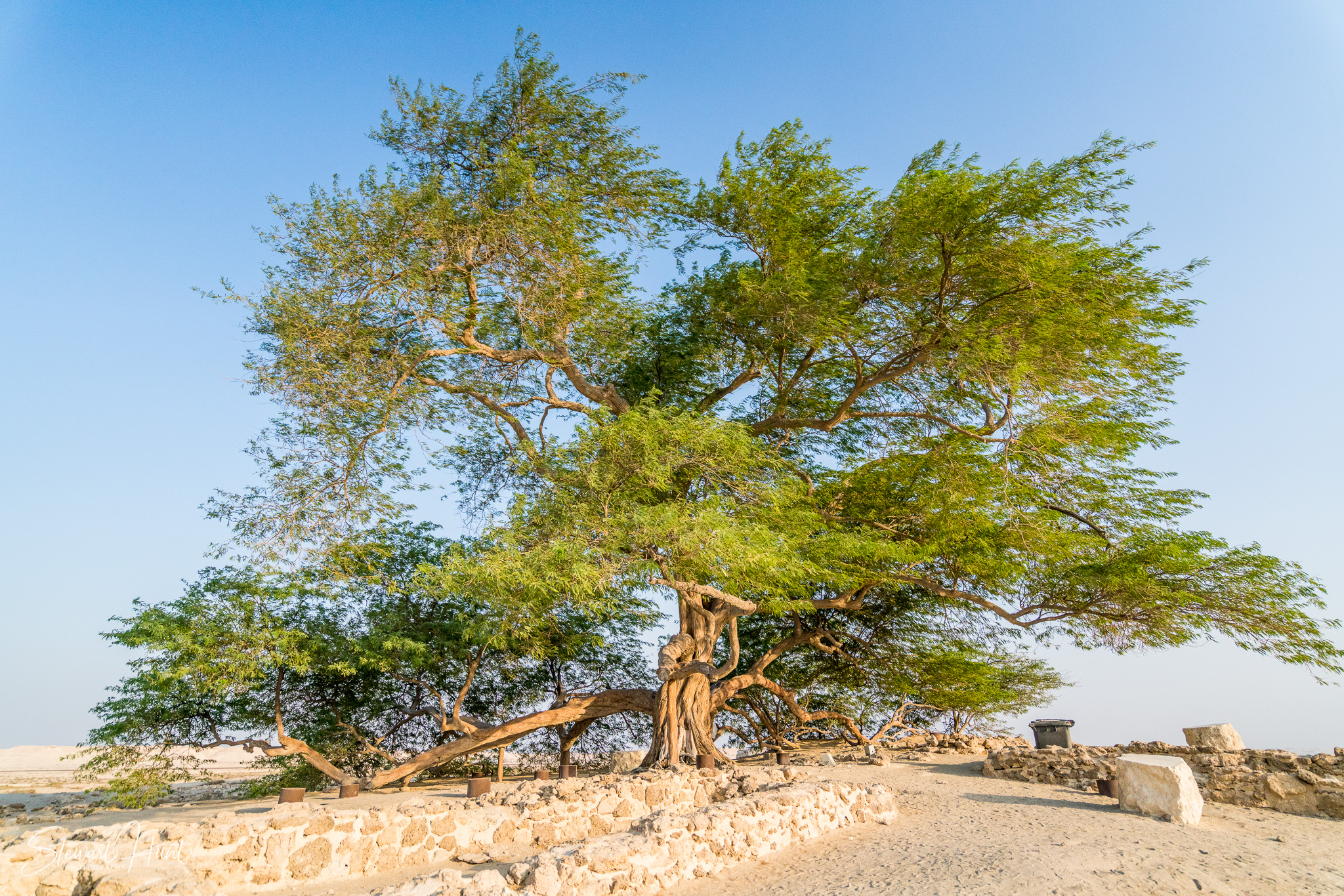Souq Tree of Life Budaiya 5609
