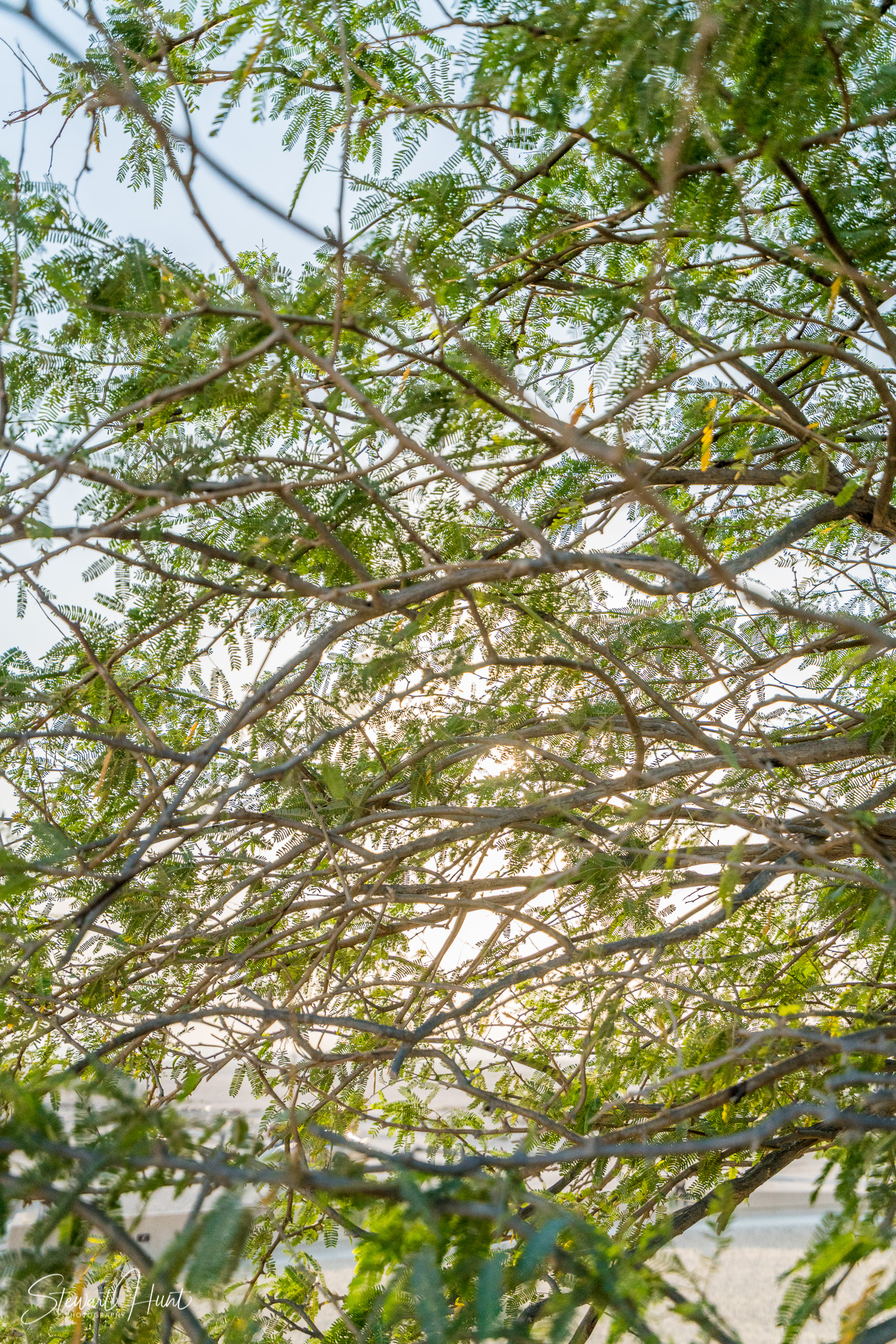 Souq Tree of Life Budaiya 5614