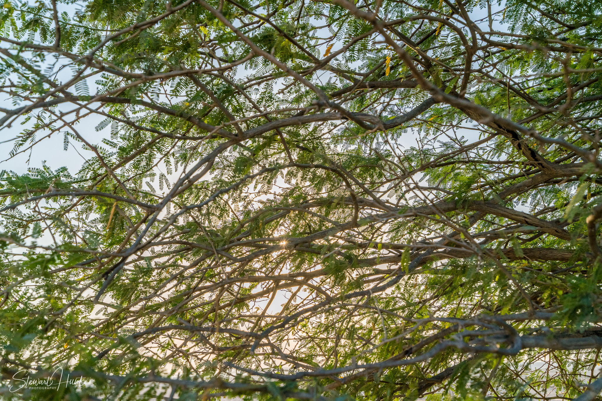 Souq Tree of Life Budaiya 5615