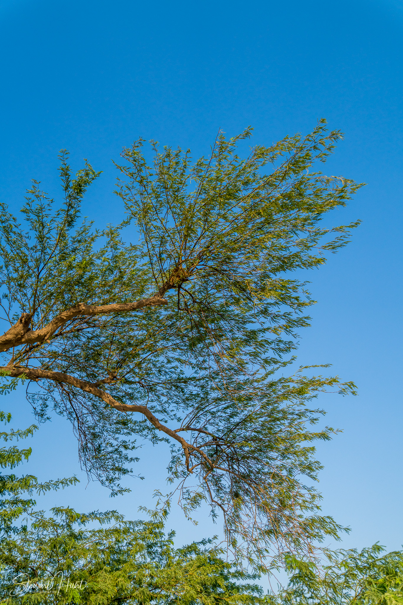 Souq Tree of Life Budaiya 5616