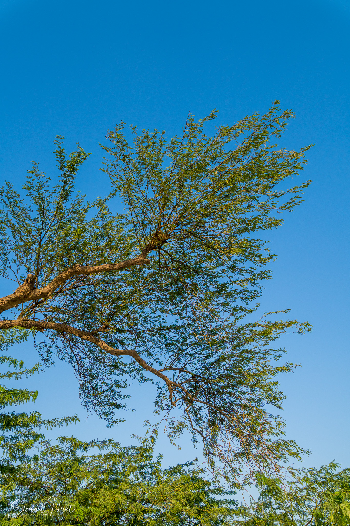 Souq Tree of Life Budaiya 5617