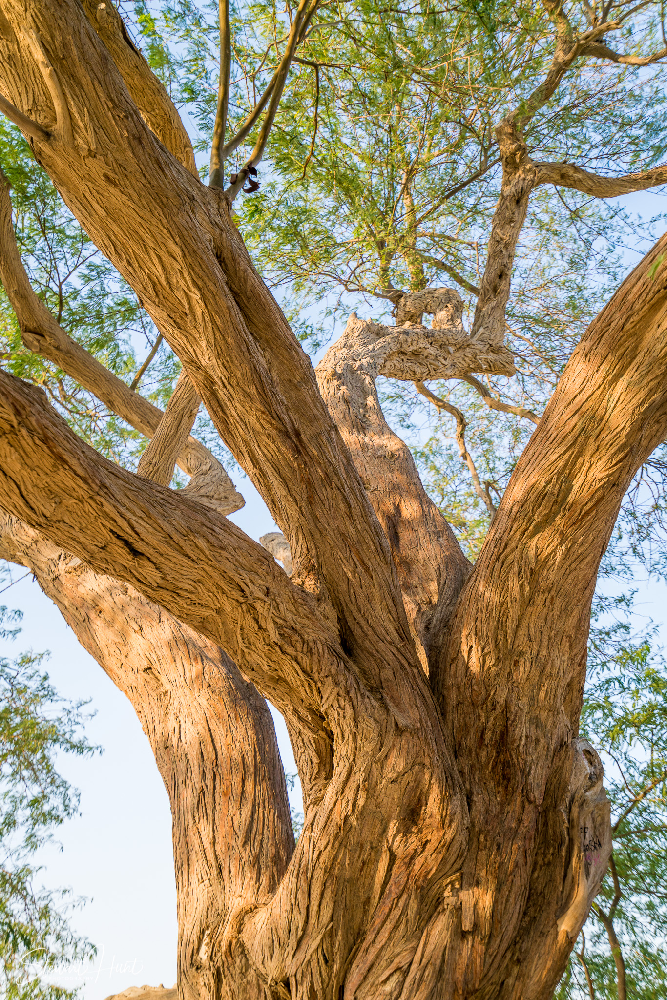 Souq Tree of Life Budaiya 5618