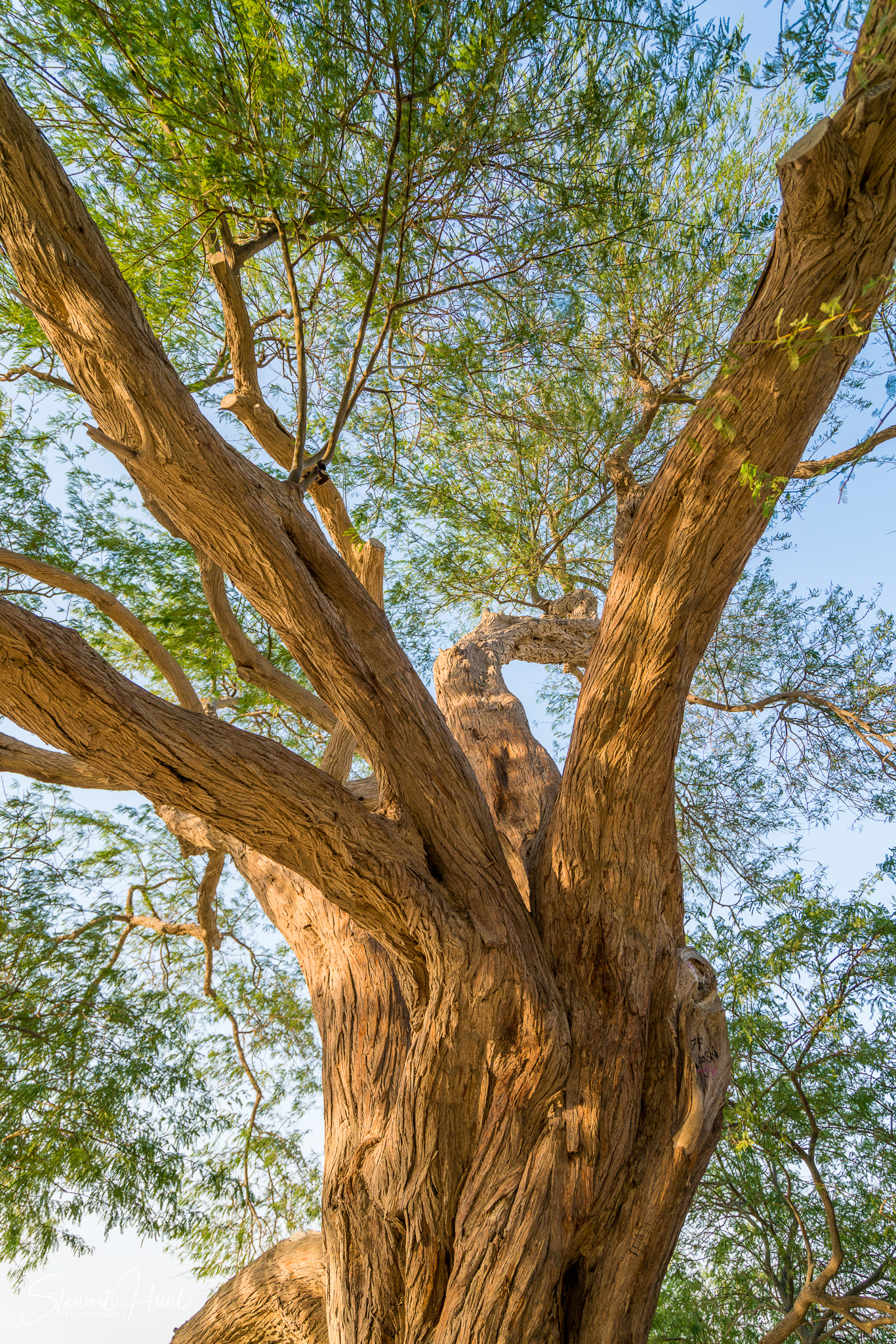 Souq Tree of Life Budaiya 5619
