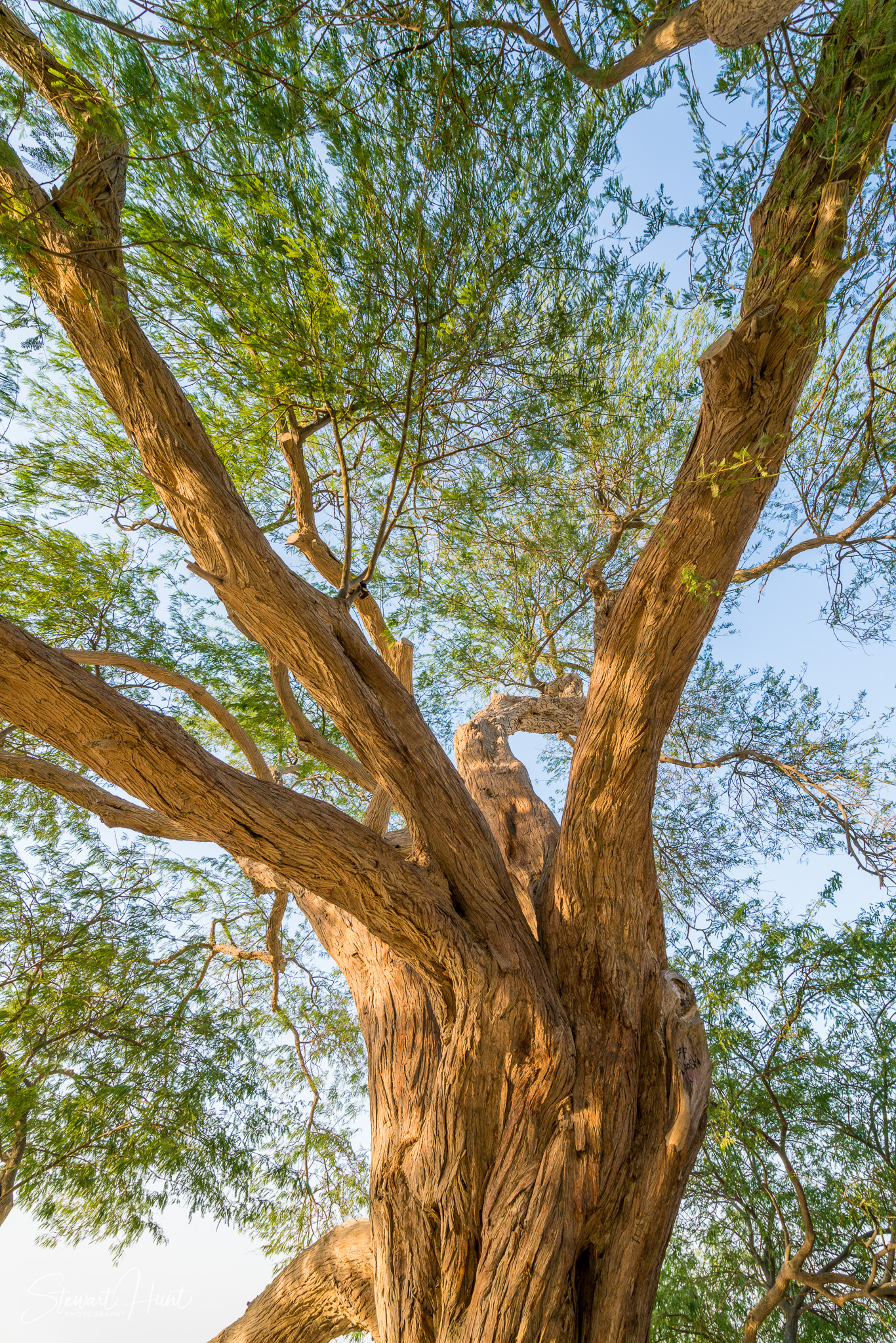 Souq Tree of Life Budaiya 5620