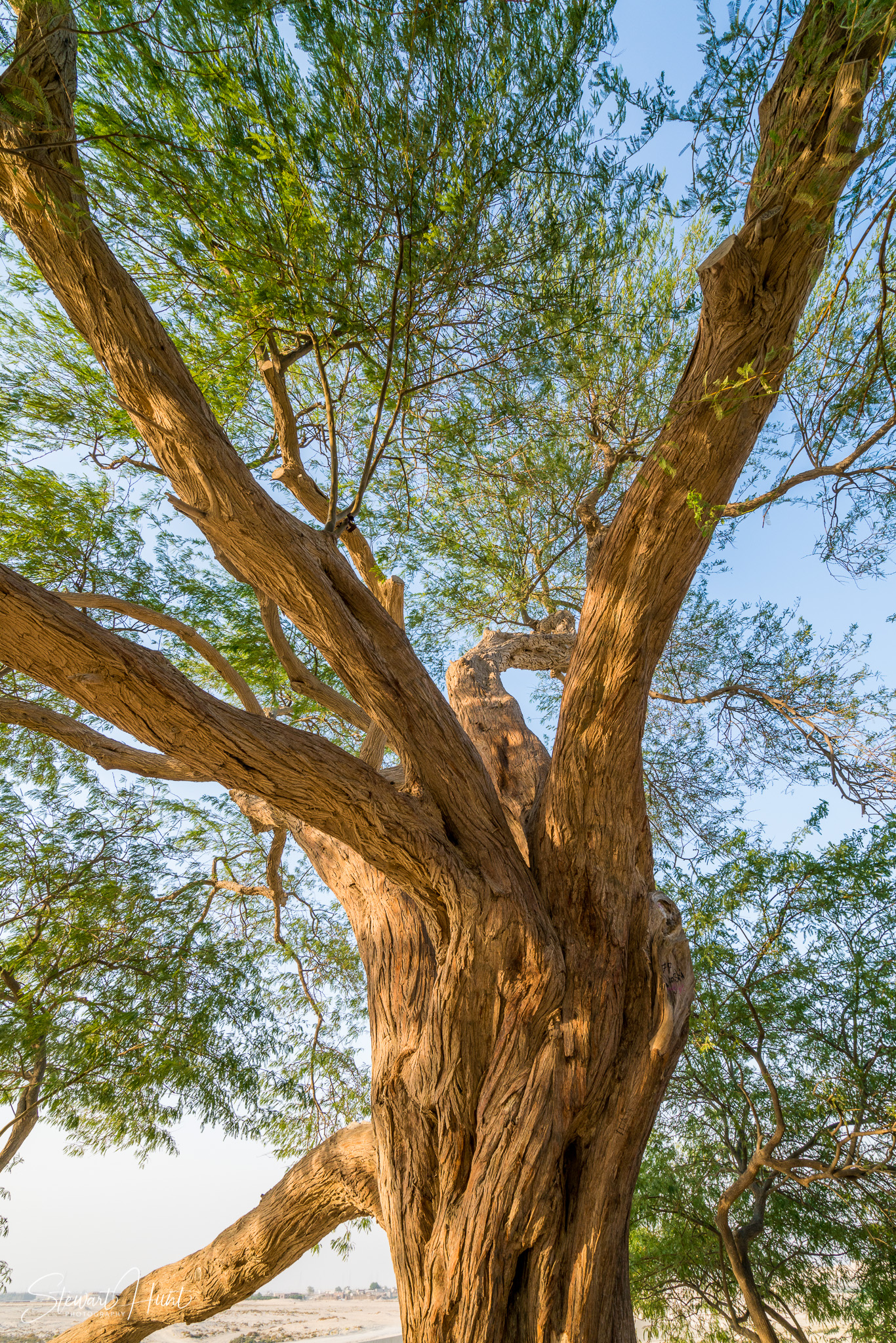 Souq Tree of Life Budaiya 5621