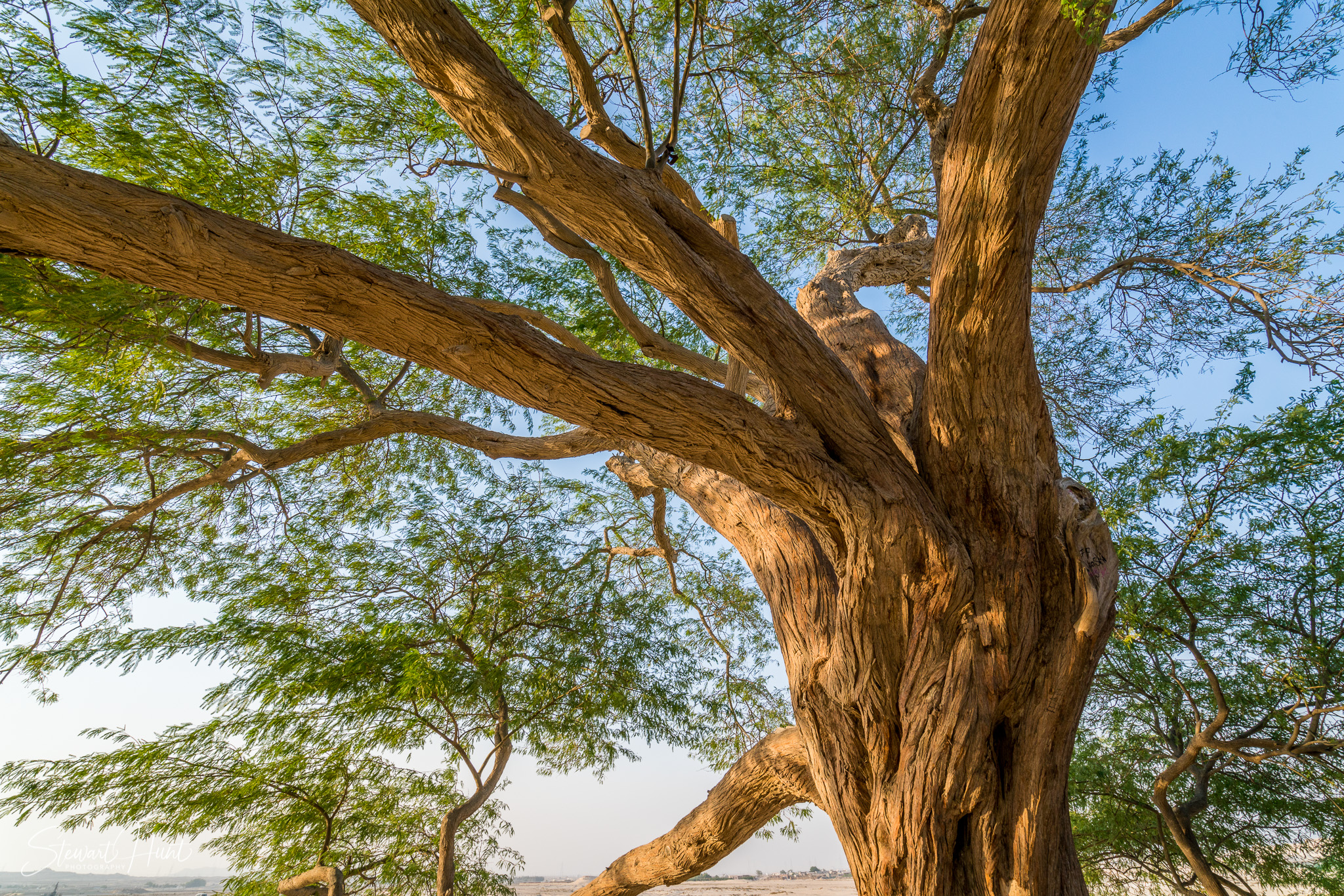 Souq Tree of Life Budaiya 5622