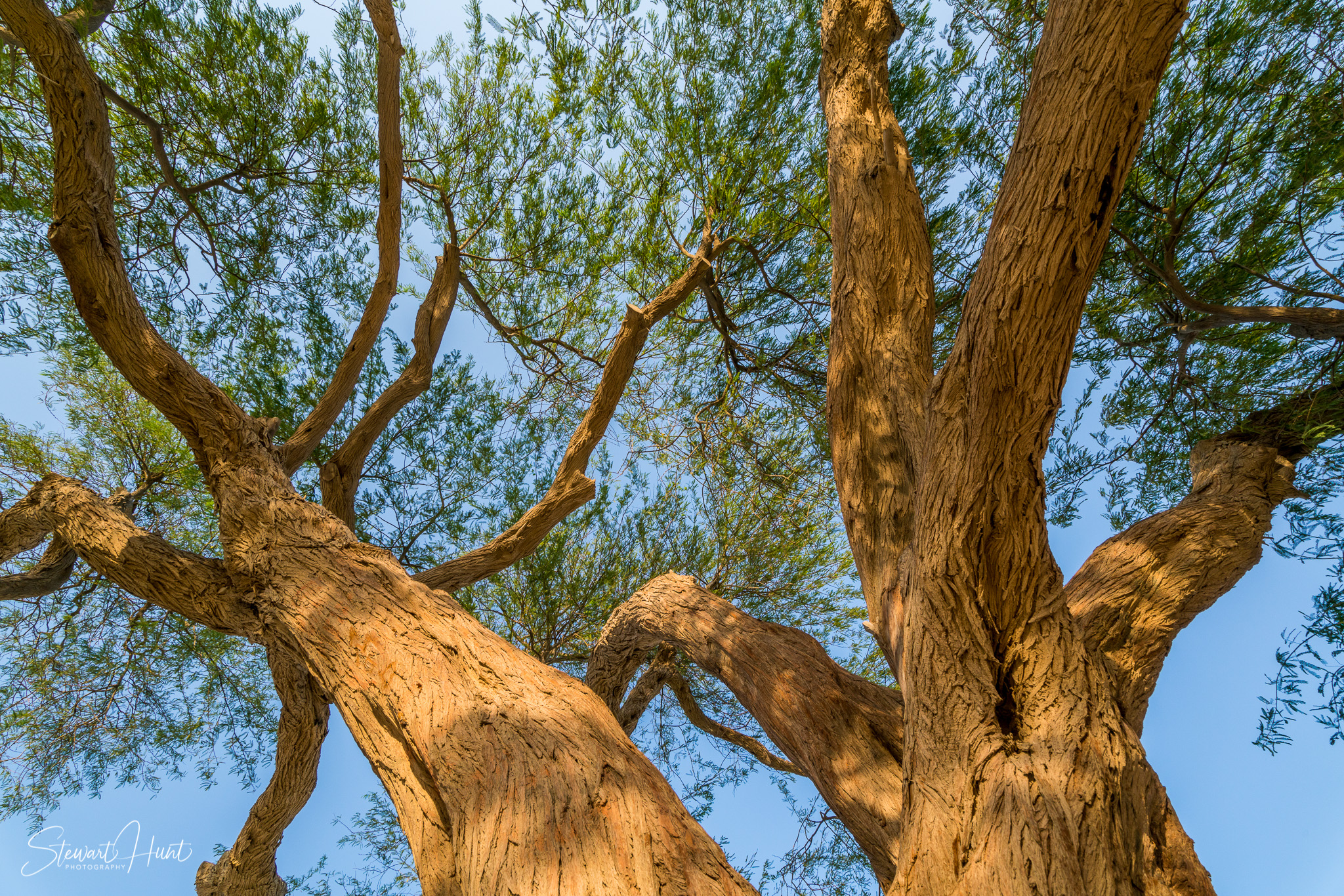 Souq Tree of Life Budaiya 5623