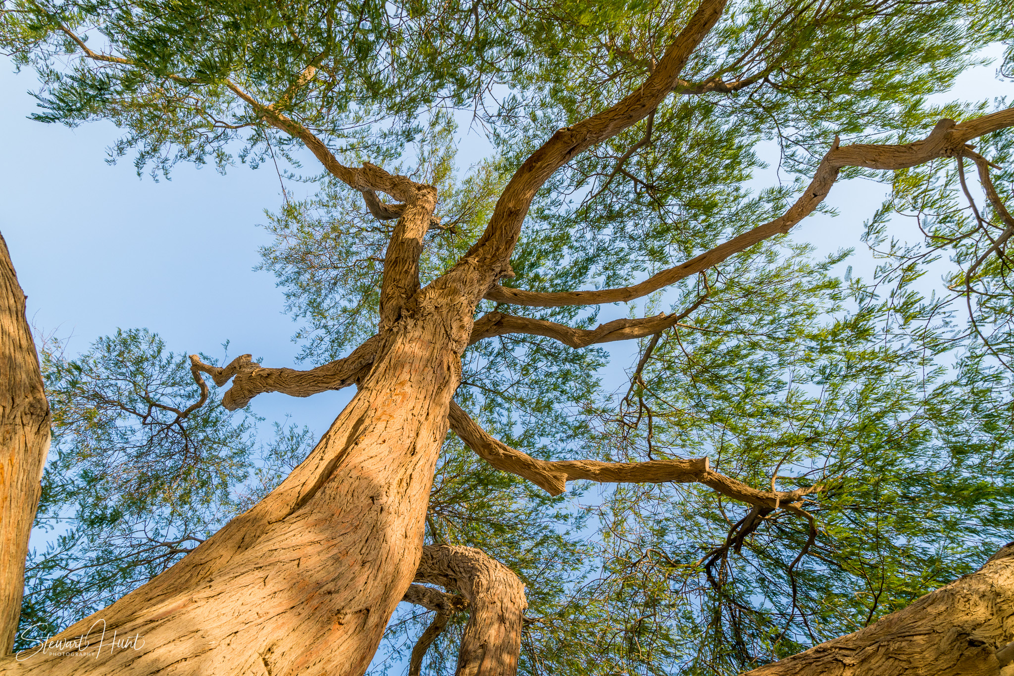 Souq Tree of Life Budaiya 5624