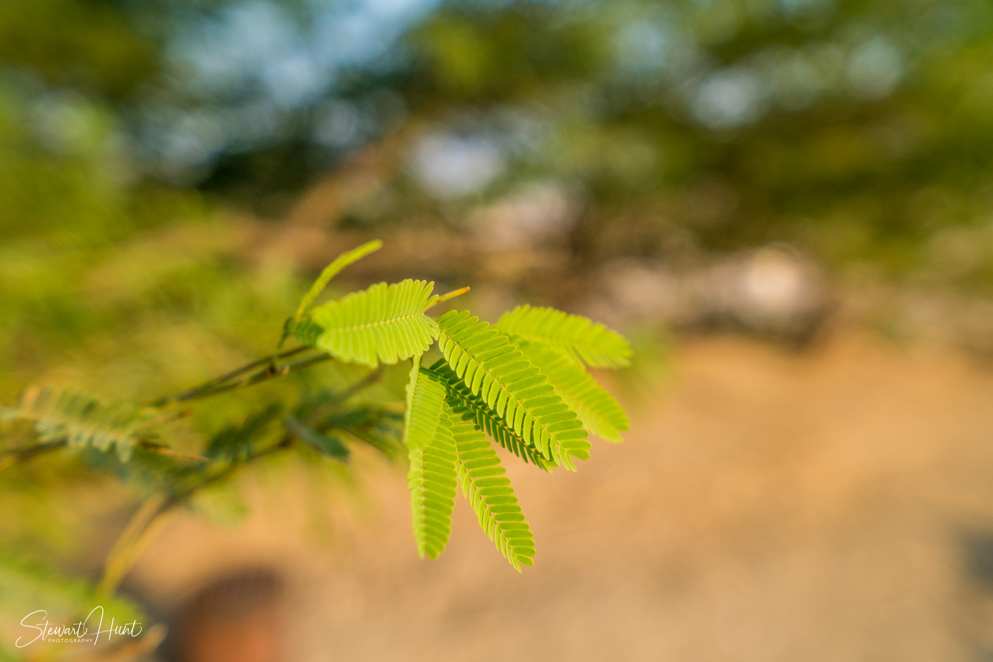 Souq Tree of Life Budaiya 5625
