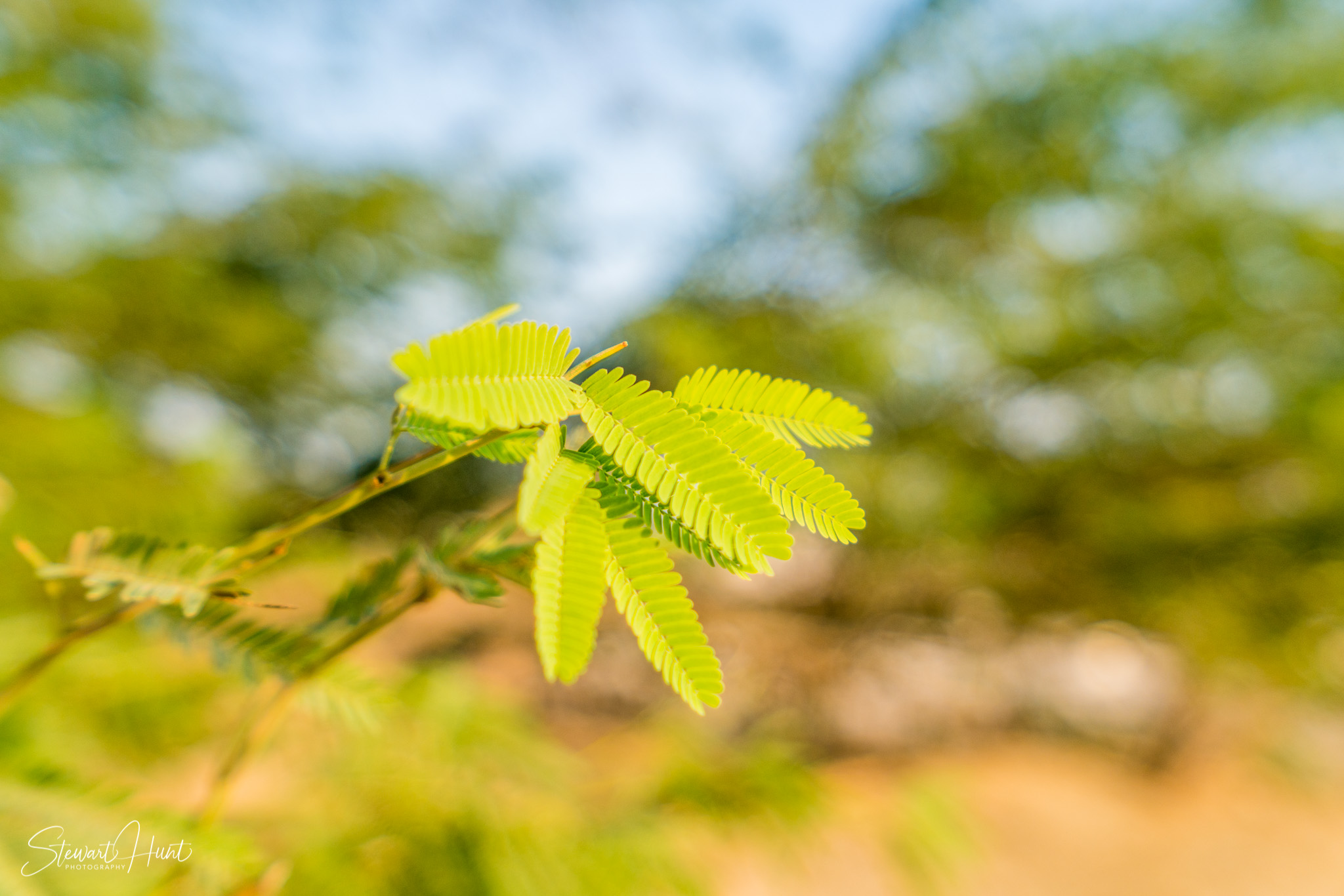 Souq Tree of Life Budaiya 5626