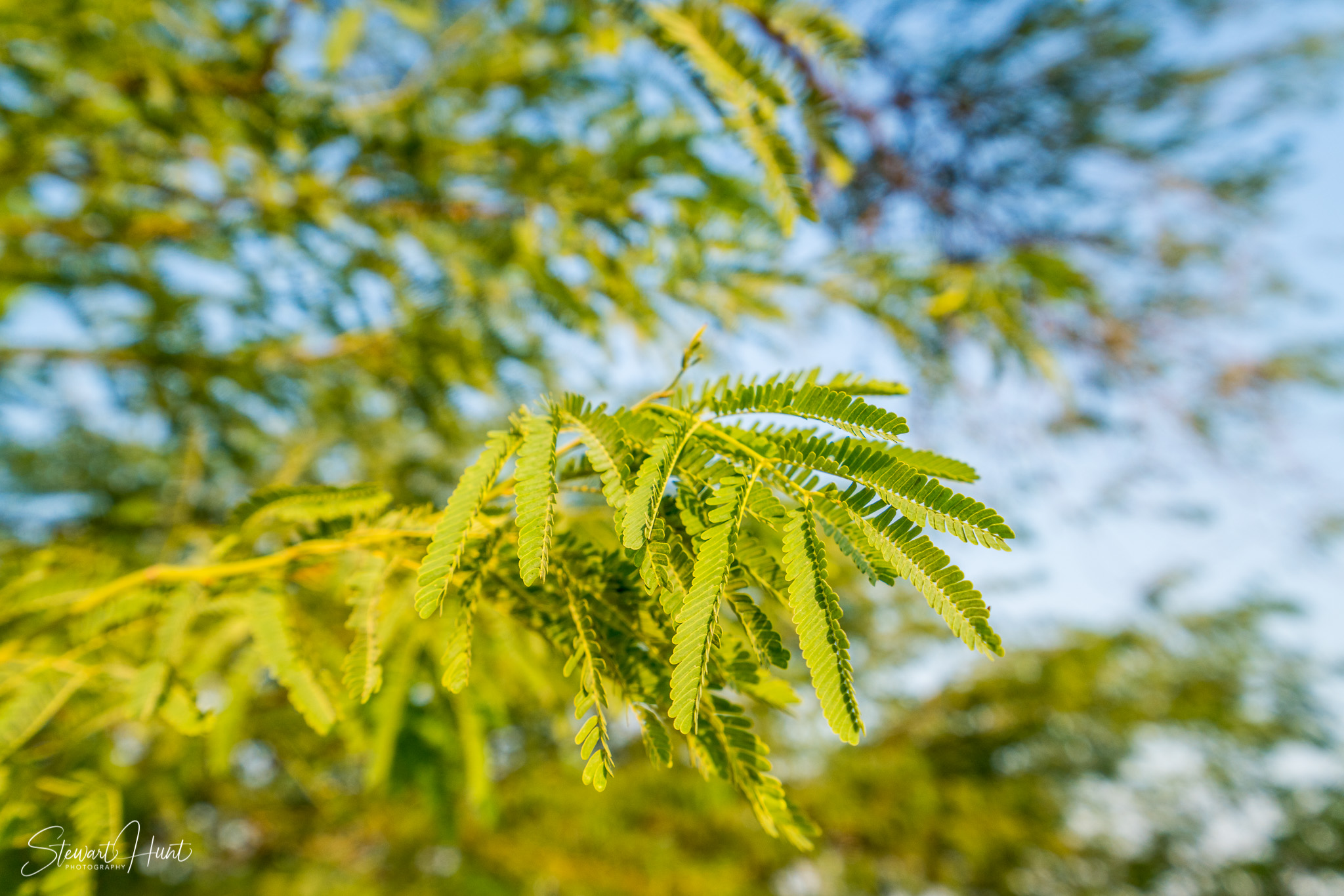 Souq Tree of Life Budaiya 5627