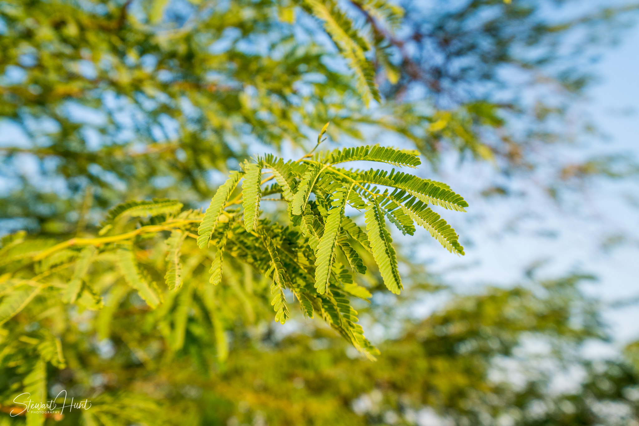 Souq Tree of Life Budaiya 5628