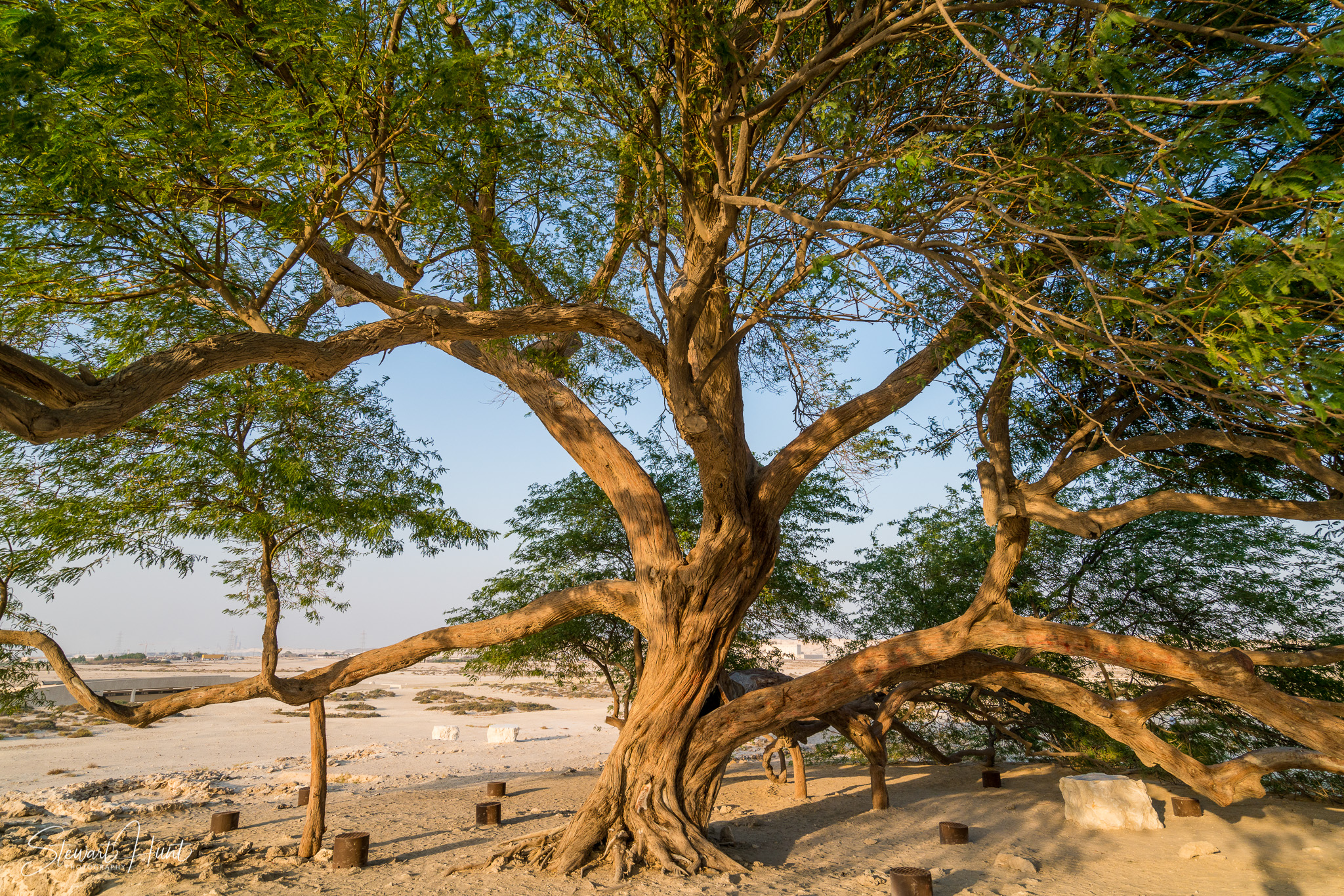 Souq Tree of Life Budaiya 5629
