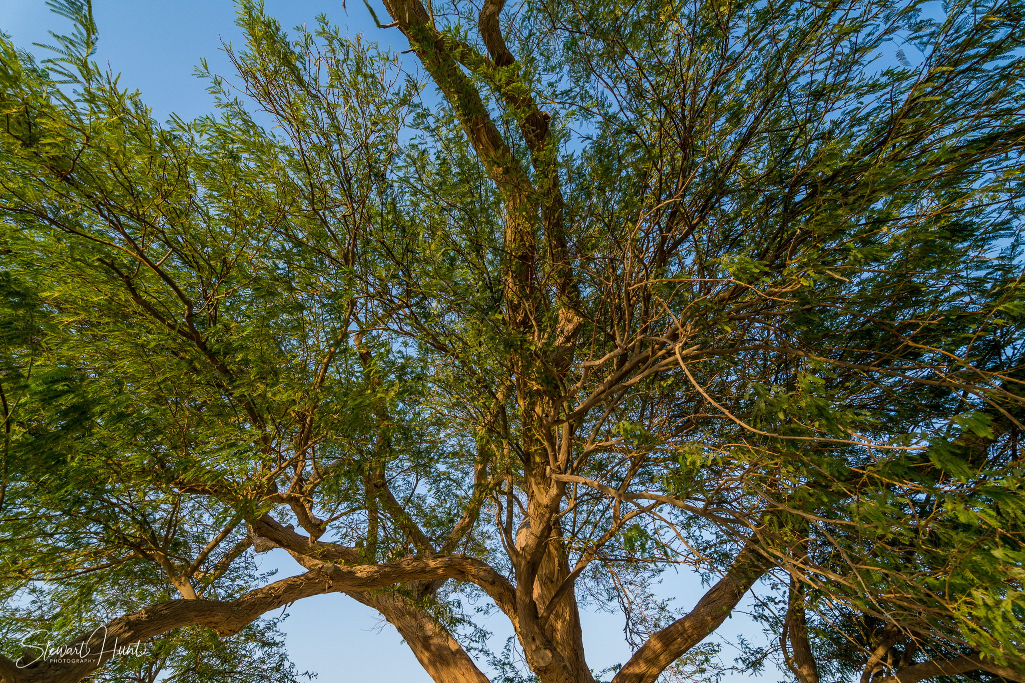 Souq Tree of Life Budaiya 5630