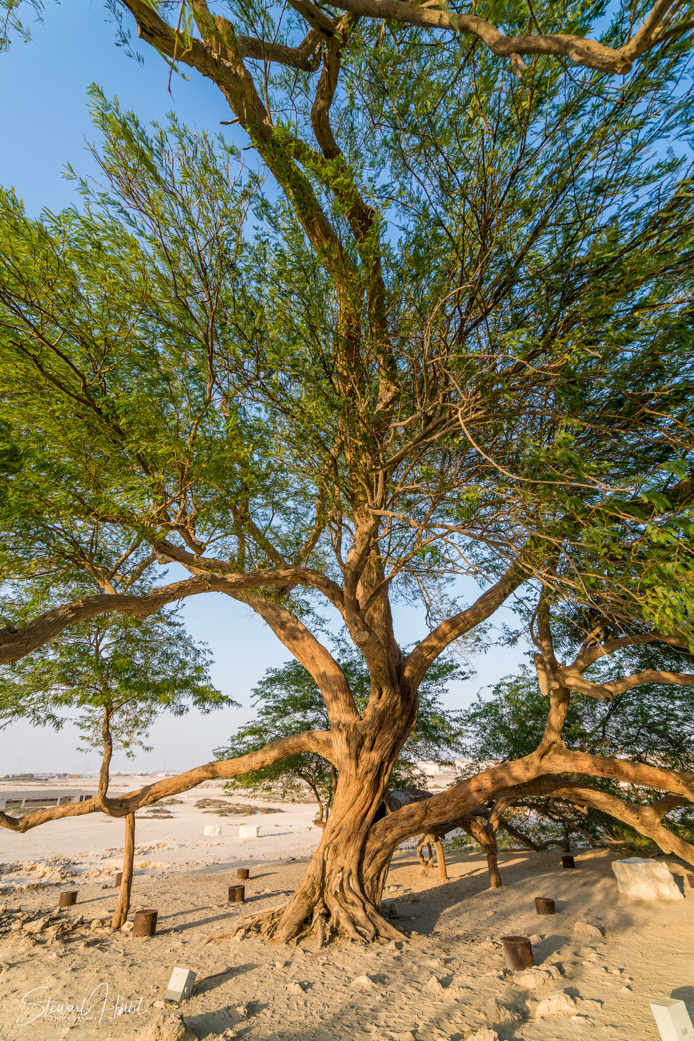 Souq Tree of Life Budaiya 5631