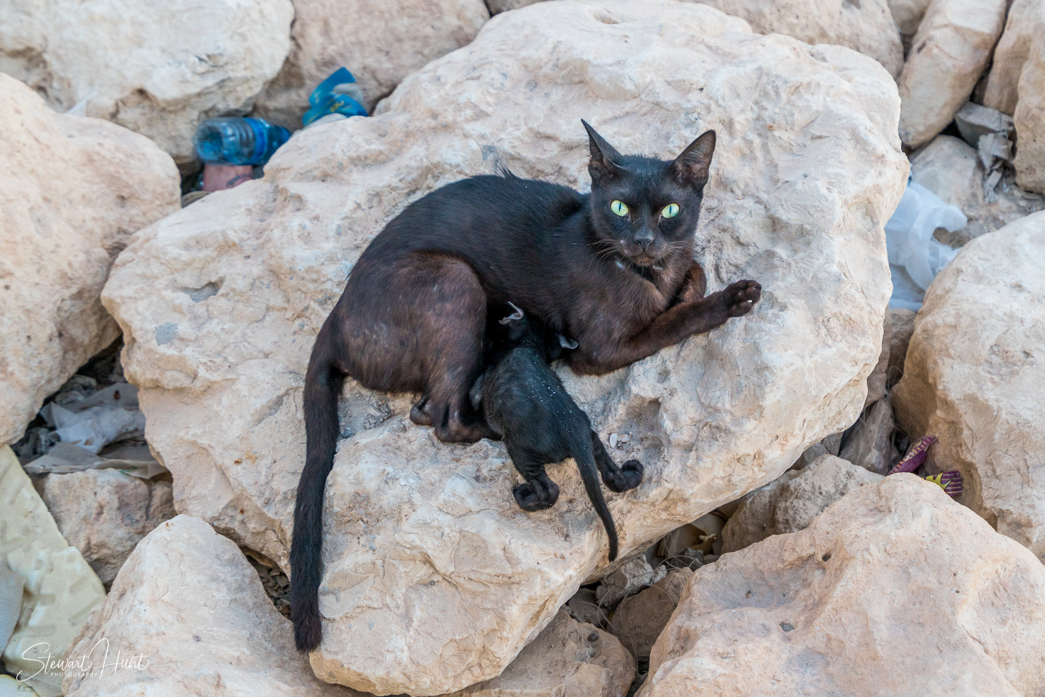 Souq Tree of Life Budaiya 5639