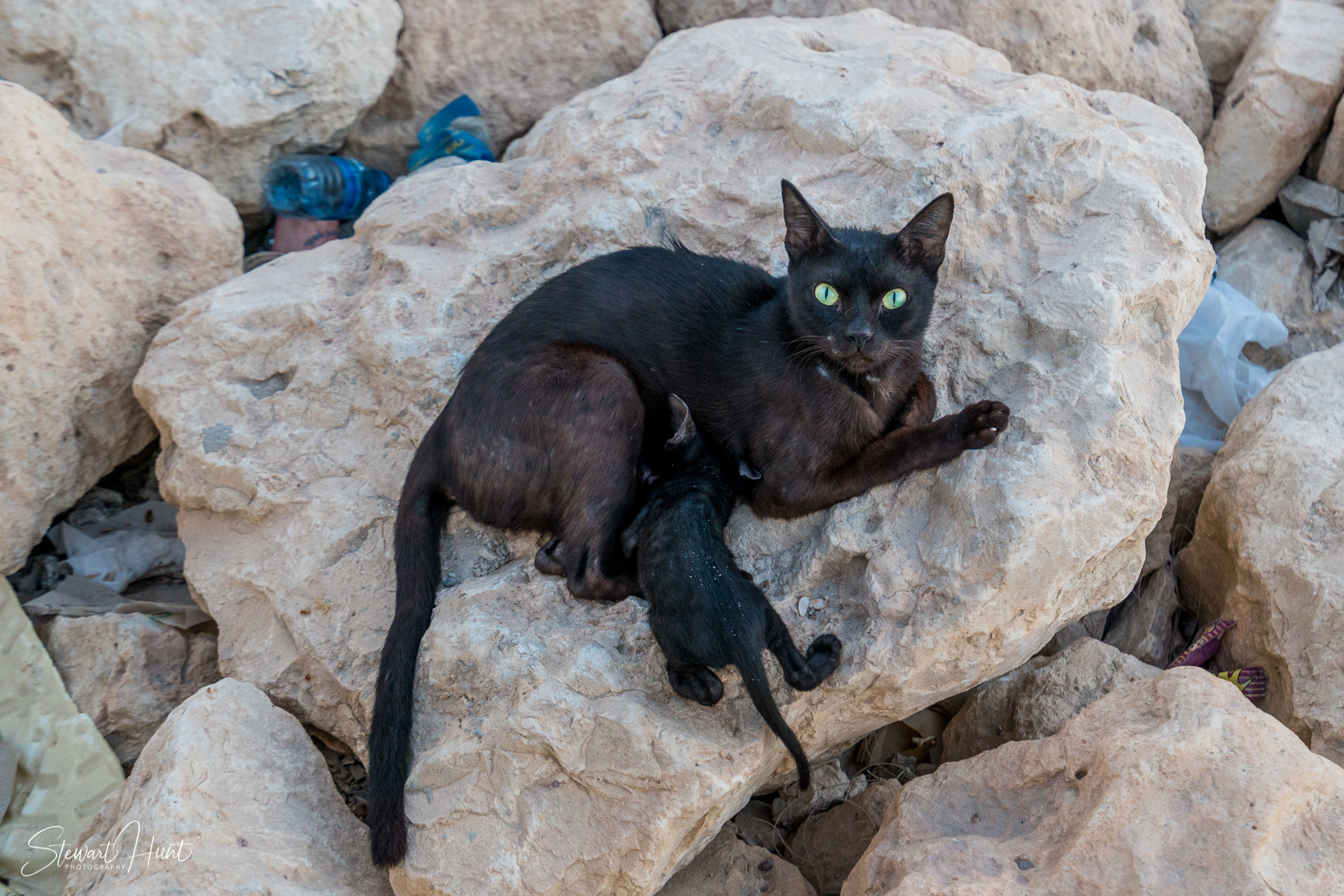 Souq Tree of Life Budaiya 5640