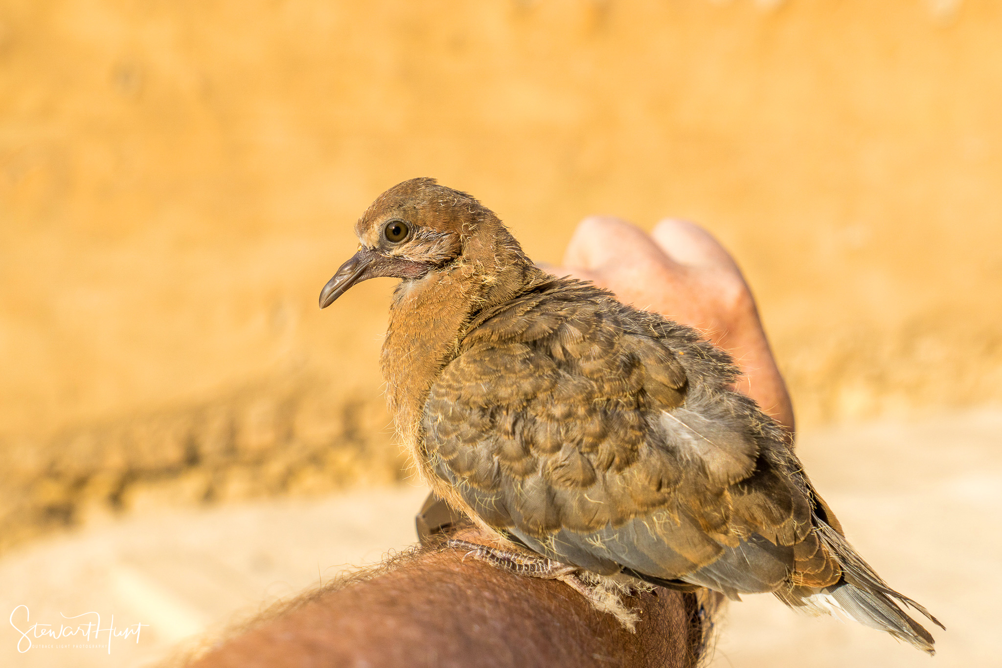 Cairo 20140516 03290