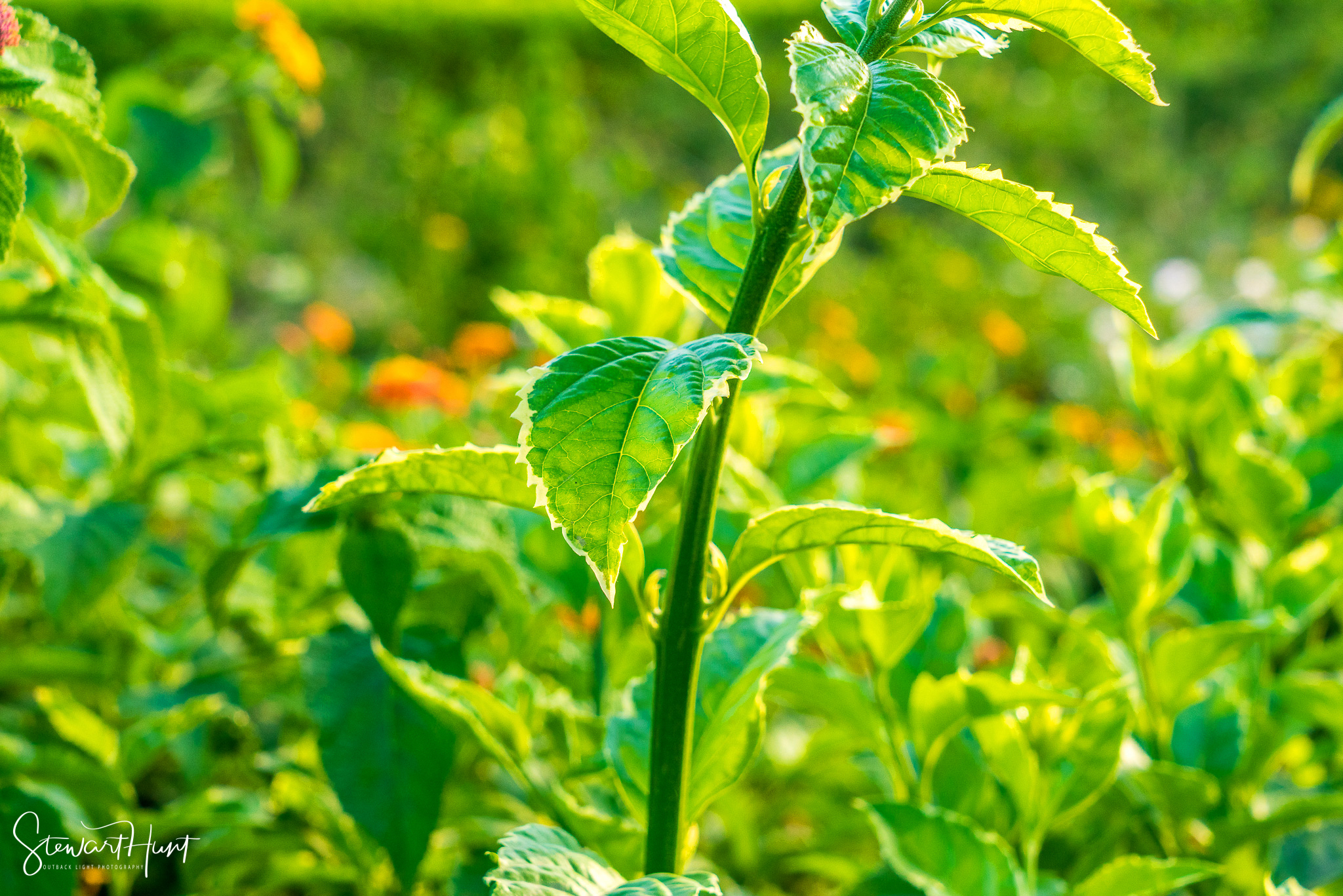 Cairo 20140516 03338