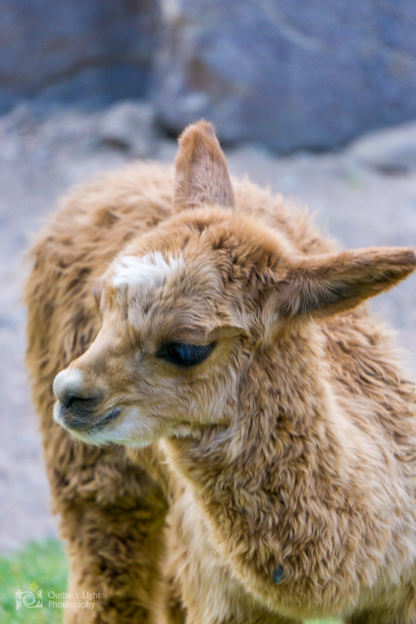 Peru 2016 A6000 6734